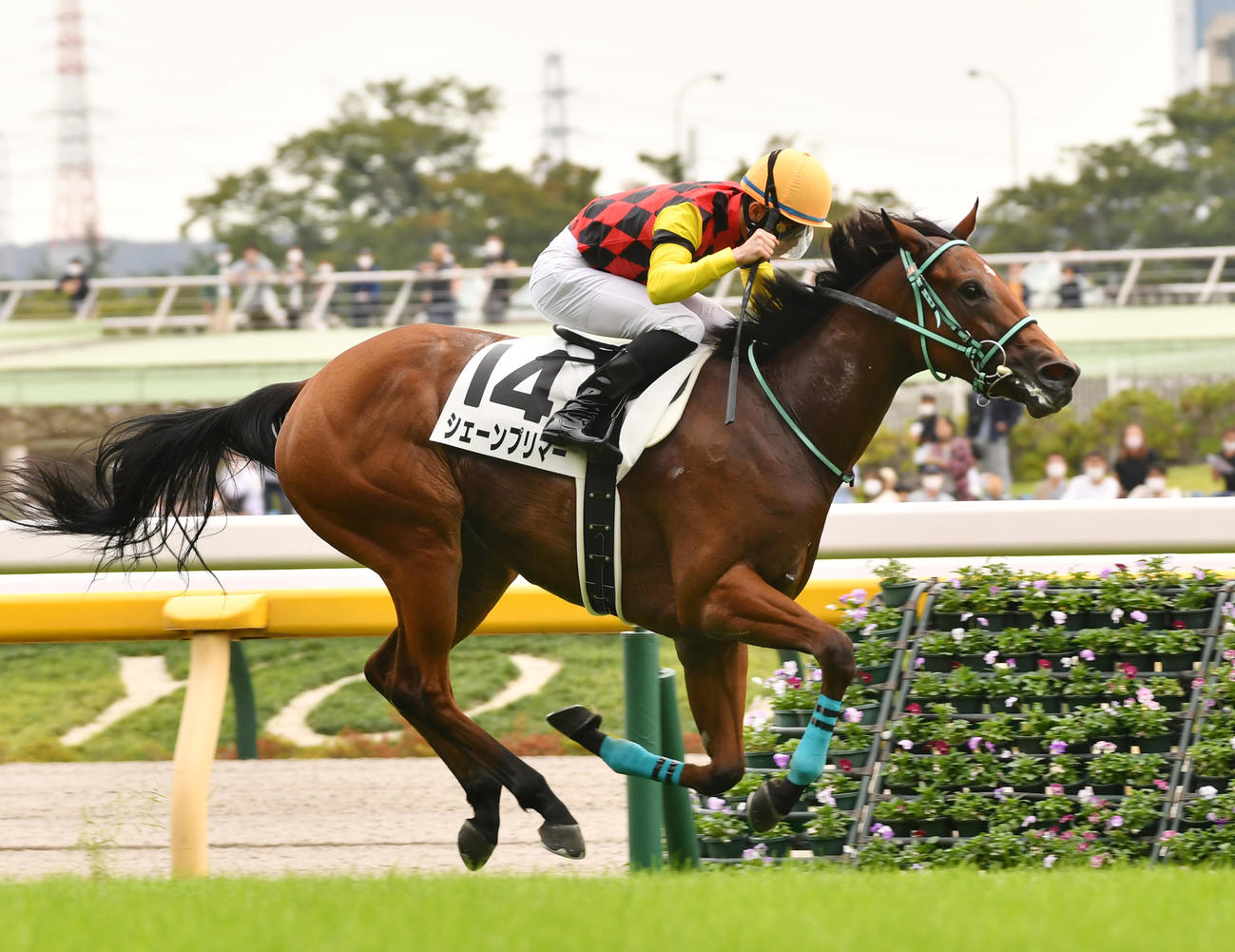 5R、新馬戦を制したシェーンプリマーと永野騎手（撮影・柴田隆二）