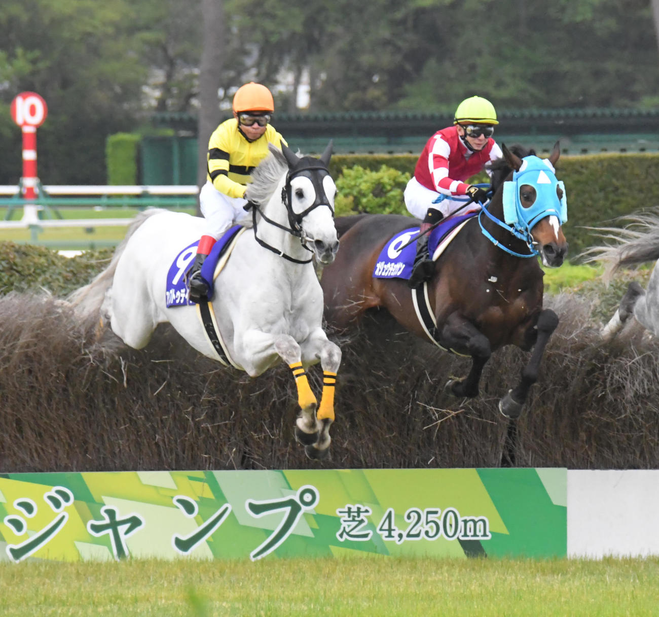 18年4月、中山グランドジャンプで大竹柵を飛越するオジュウチョウサン（右）、左は2着アップトゥデイト