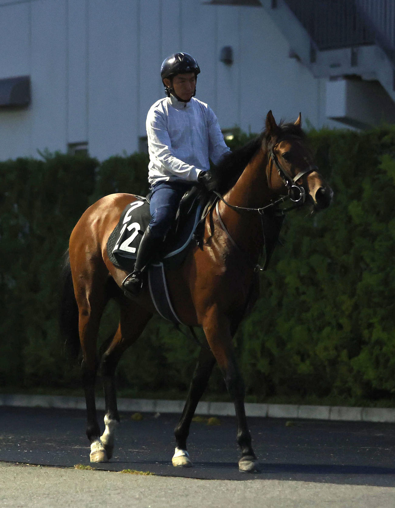 厩舎周りで運動するオープンファイア（撮影・白石智彦）
