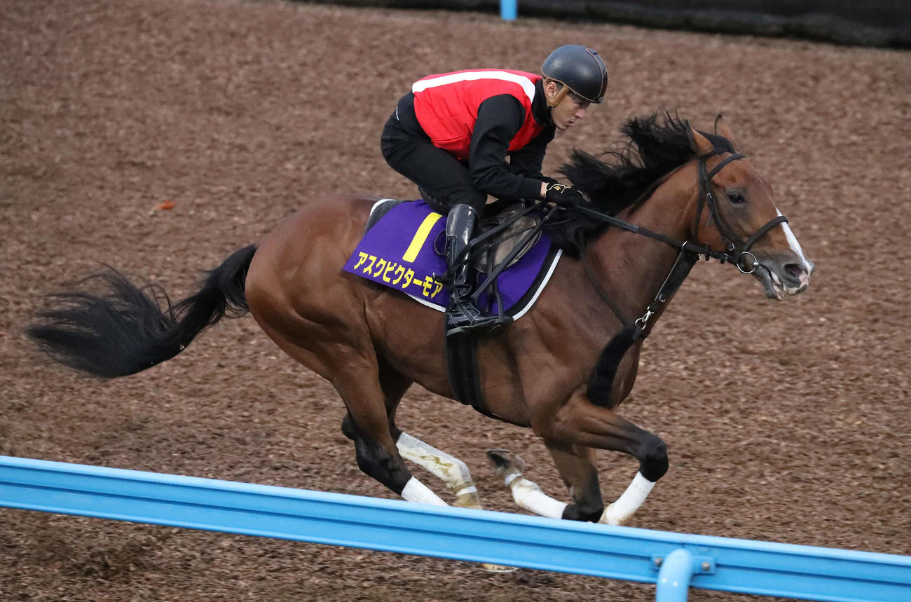 アスクビクターモアは美浦ウッドを単走で追い切られた（撮影・丹羽敏通）