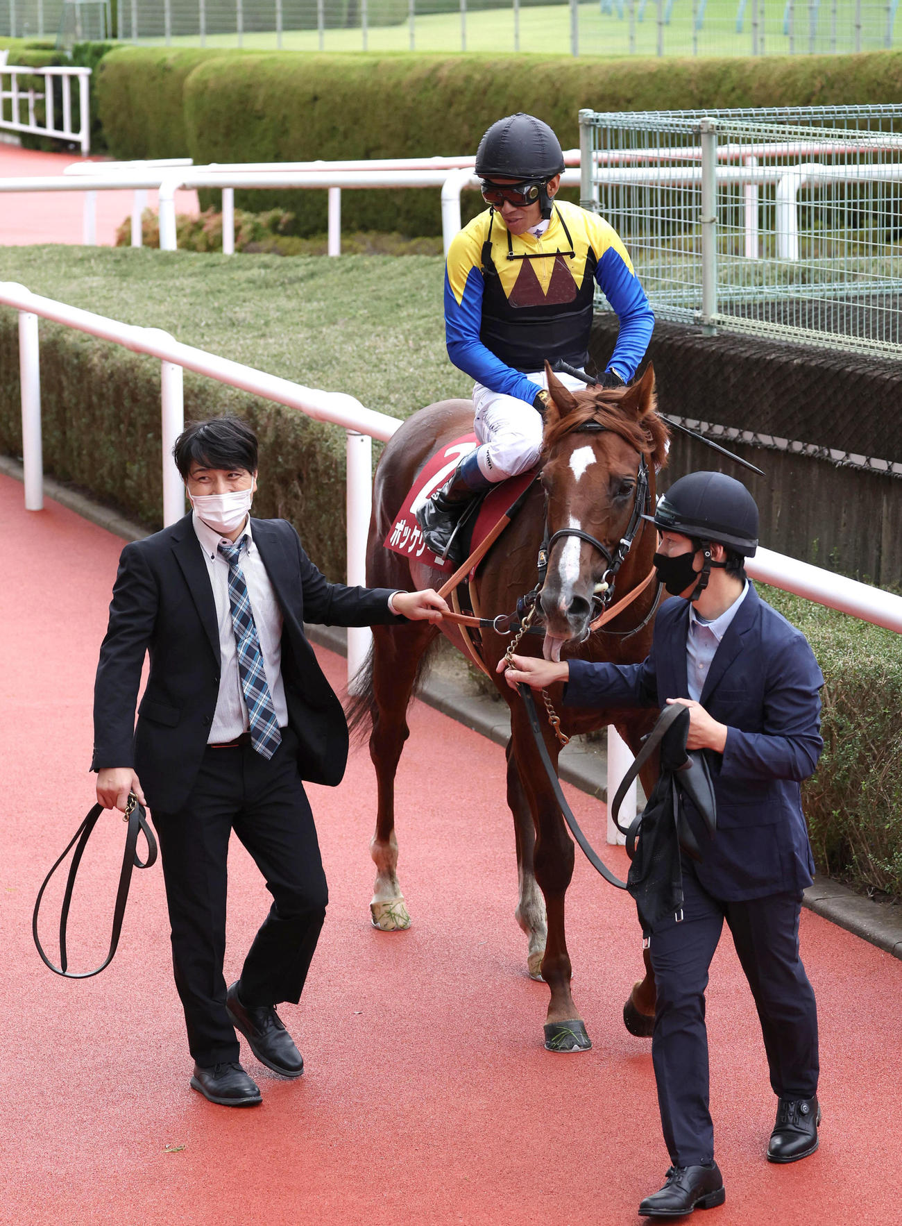 京都大賞典2着に敗れたボッケリーニ（2022年10月10日撮影）