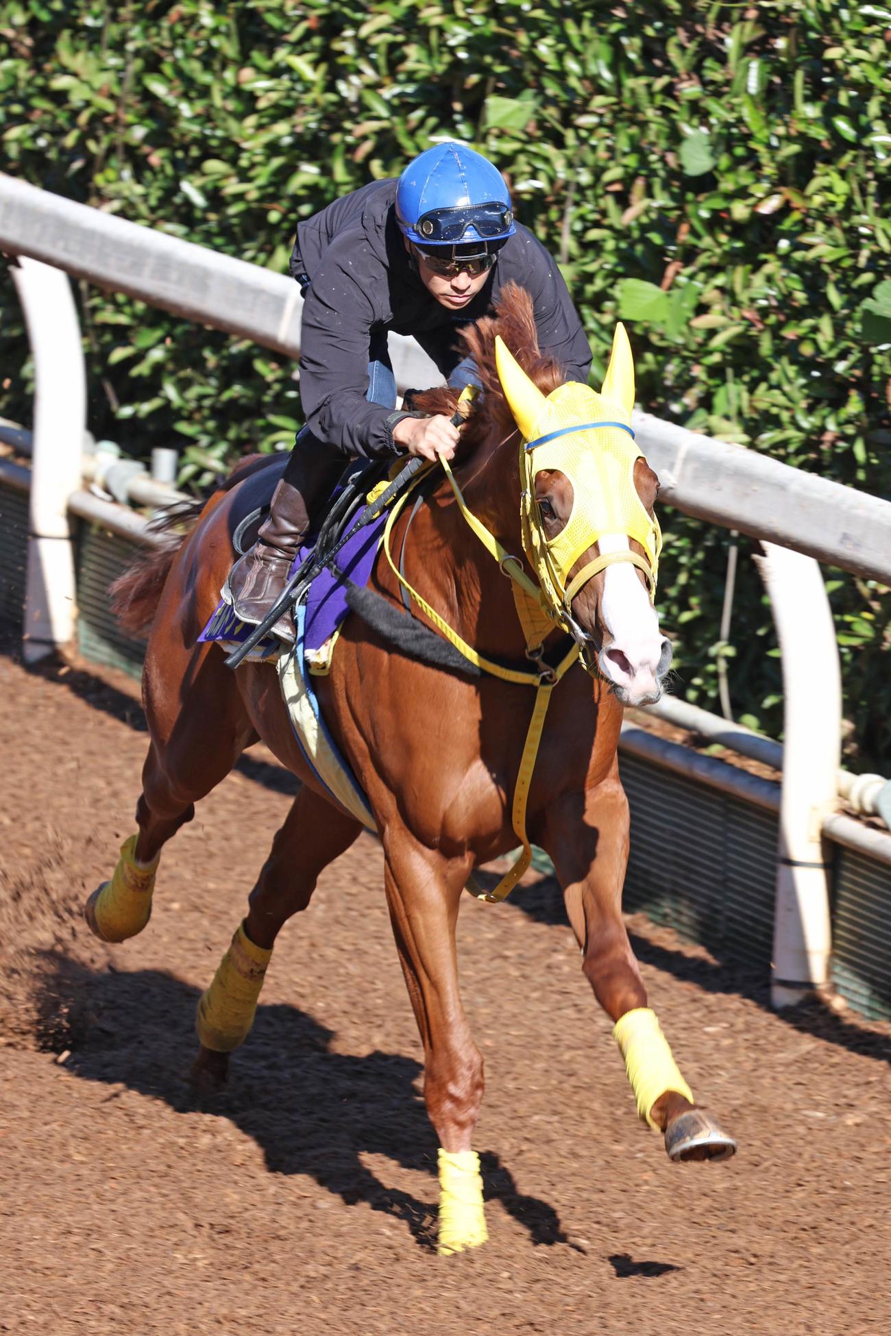 吉田隼騎手が騎乗し、坂路で追い切られるボルドグフーシュ