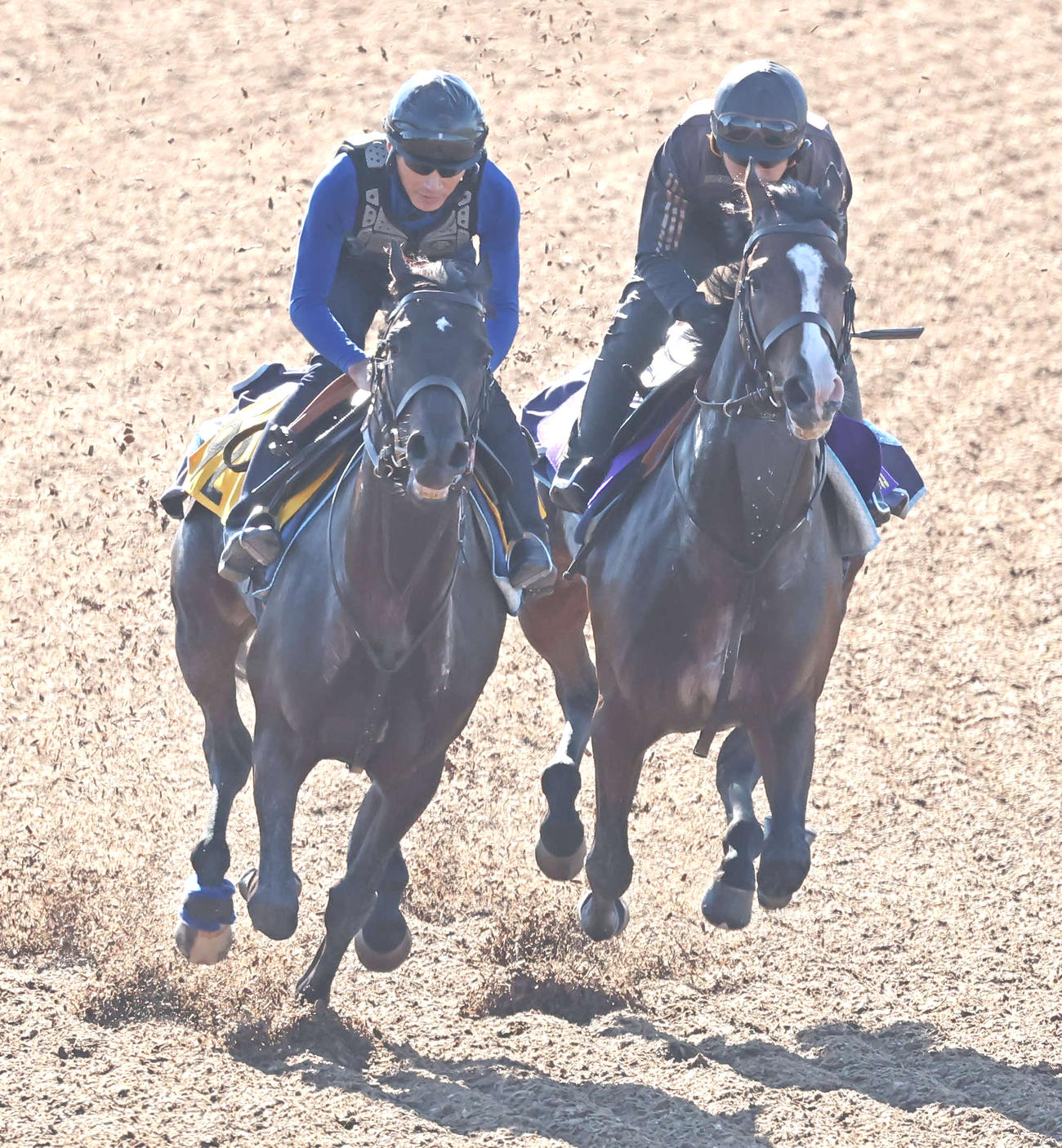 ダノンベルーガ（右）は美浦ウッドでサイルーンと併せて追い切られた（撮影・丹羽敏通）