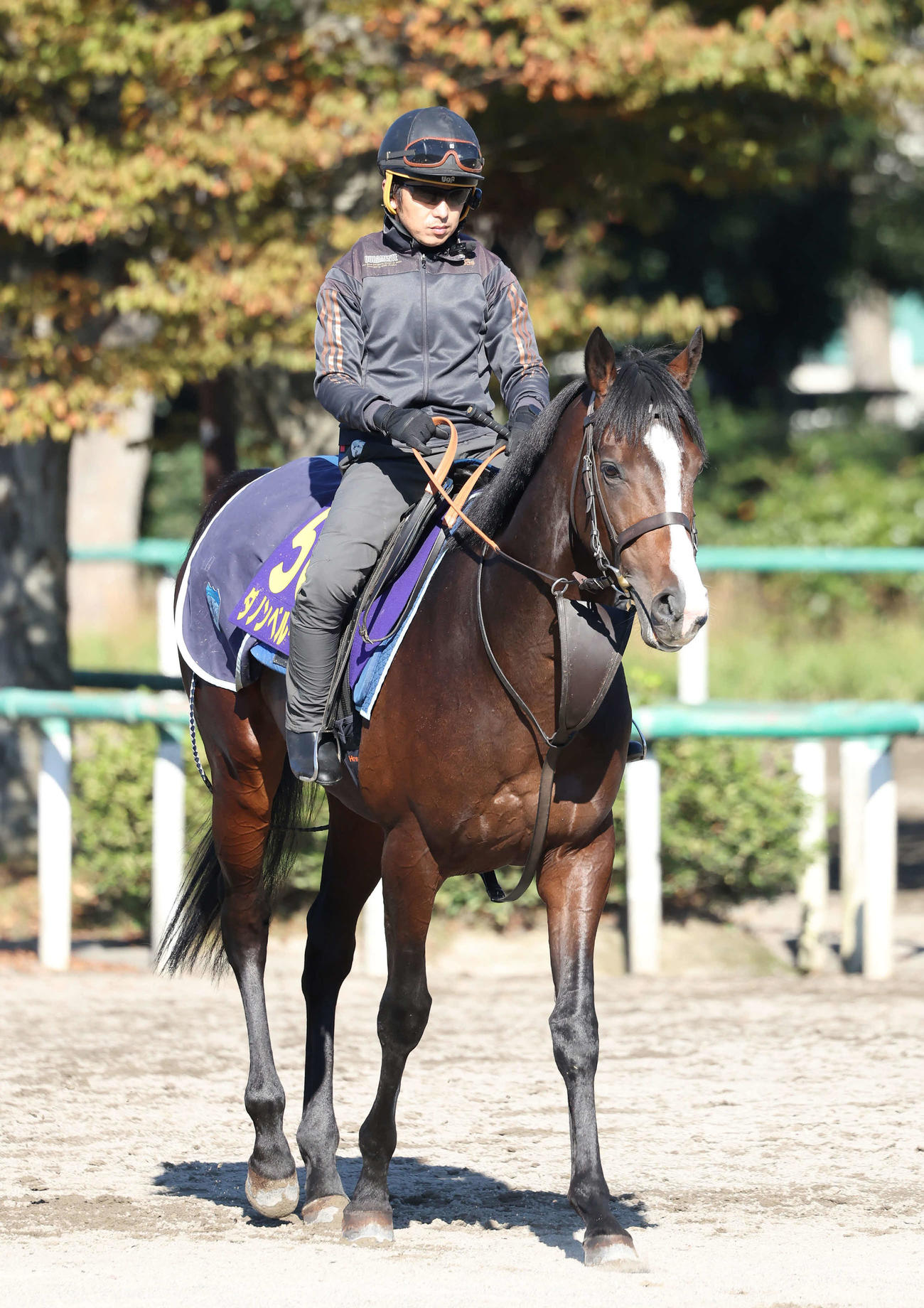 馬場へ向かうダノンベルーガ（撮影・丹羽敏通）