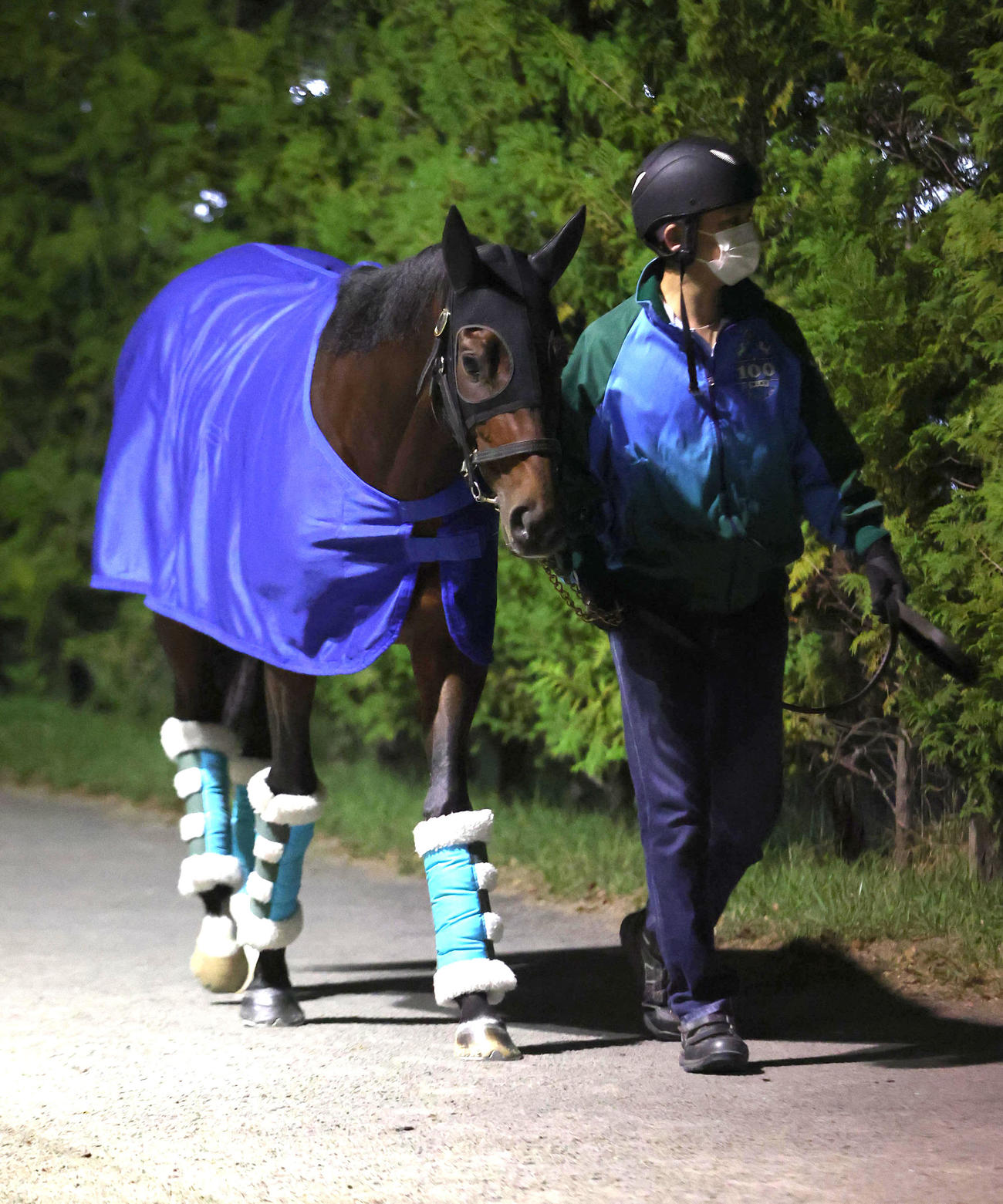 厩舎周りで運動するプラダリア（撮影・白石智彦）