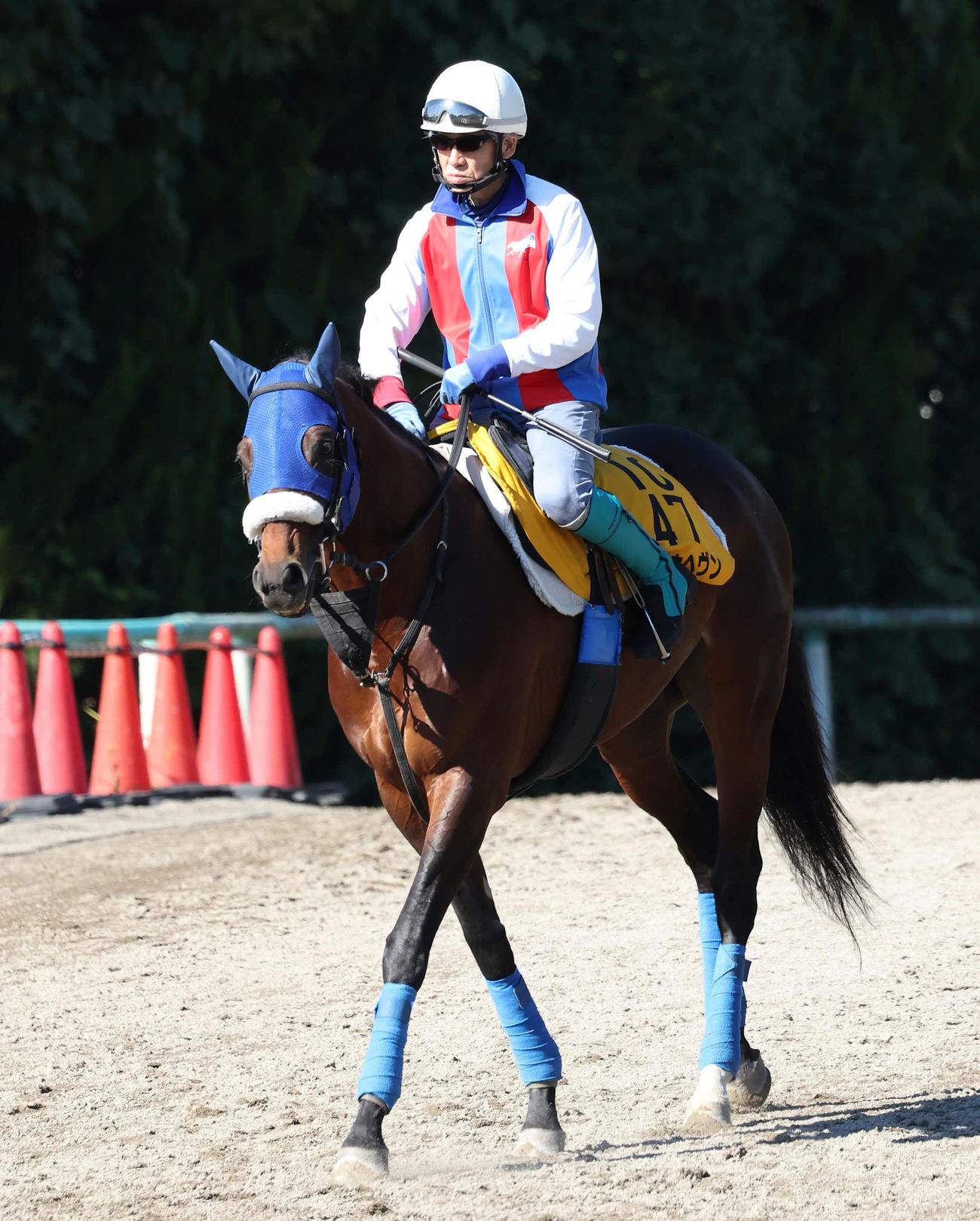 馬場へ向かうタイムトゥヘヴンと戸田師（撮影・丹羽敏通）