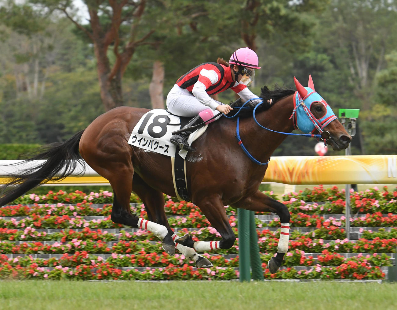 新潟7R、永島騎手はウインバグースで2Rに続き2勝目を挙げた（撮影・柴田隆二）