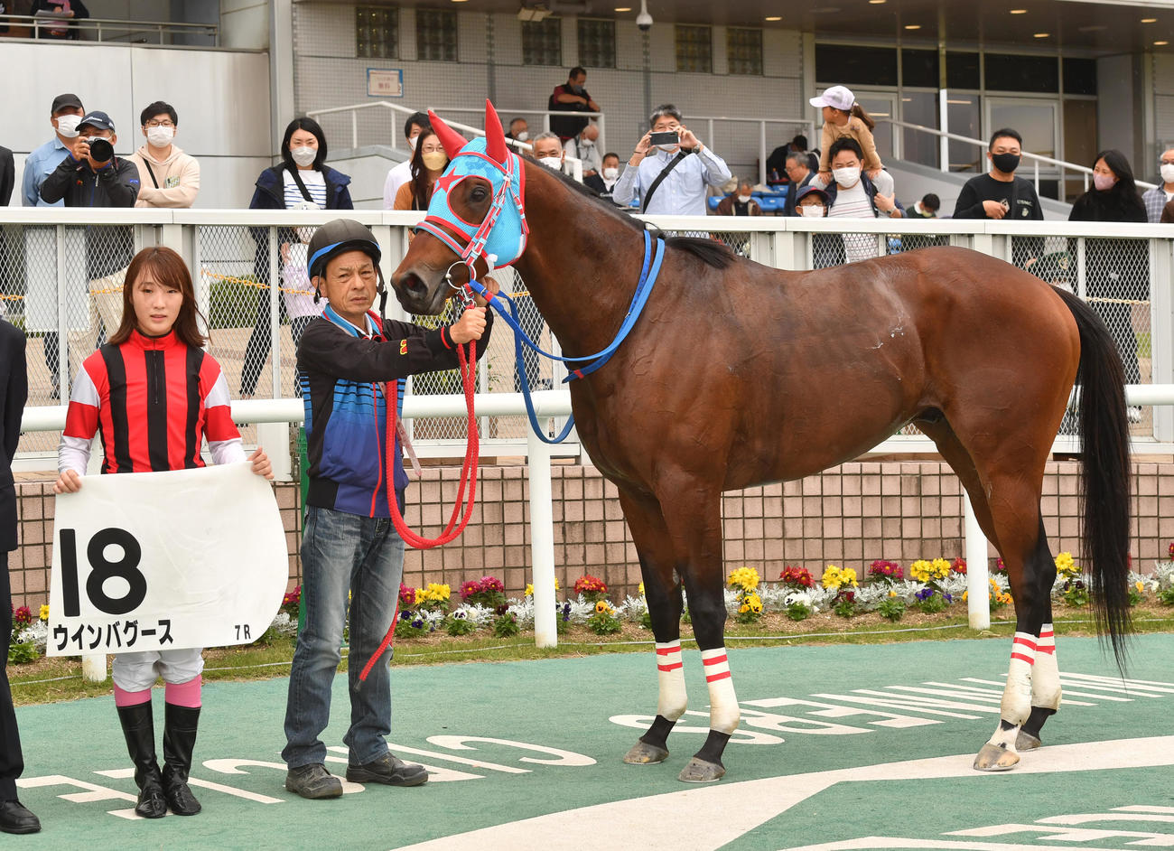 新潟7R、永島騎手はウインバグースで2Rに続き2勝目を挙げた（撮影・柴田隆二）