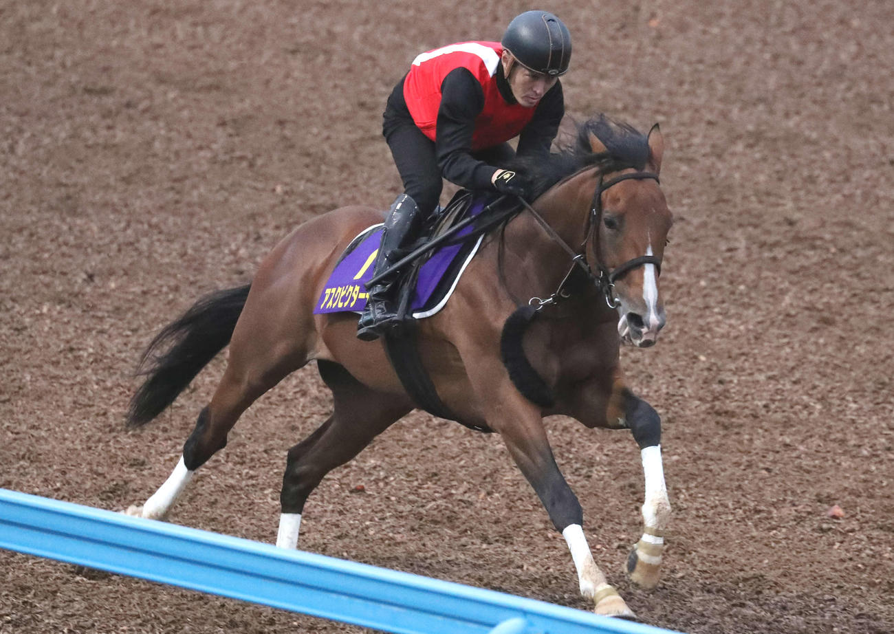 アスクビクターモア（2022年10月19日撮影）