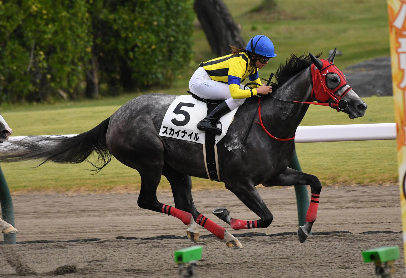 新潟12R、スカイナイルでJRA女性騎手年間最多勝タイの43勝を挙げた今村騎手（撮影・柴田隆二）