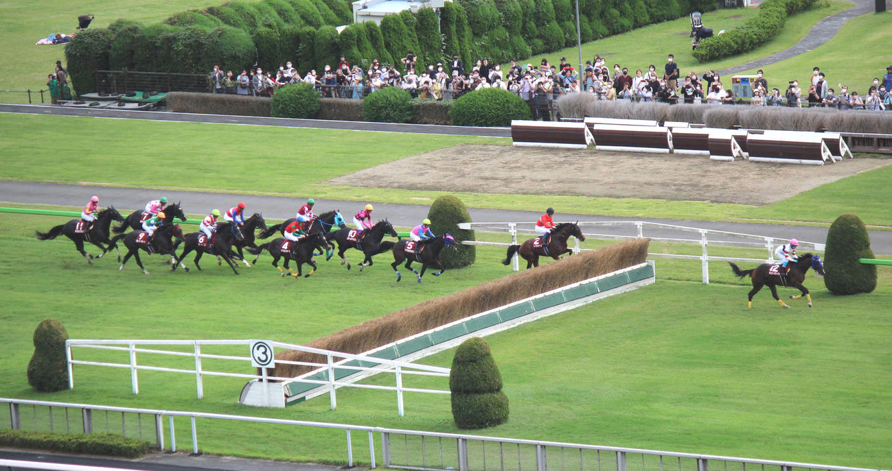 多くのファンが楽しむ障害競走のレース風景