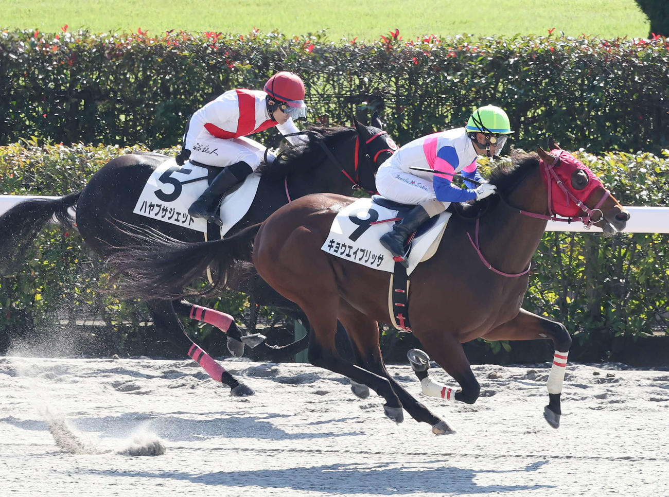 東京3R、2歳新馬戦を制したキョウエイブリッサと酒井騎手（手前）（撮影・丹羽敏通）