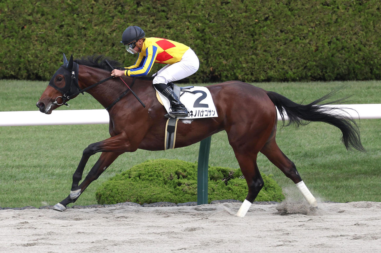 阪神4R、逃げ切って2歳新馬戦を快勝したタカネノハナコサン（撮影・白石智彦）