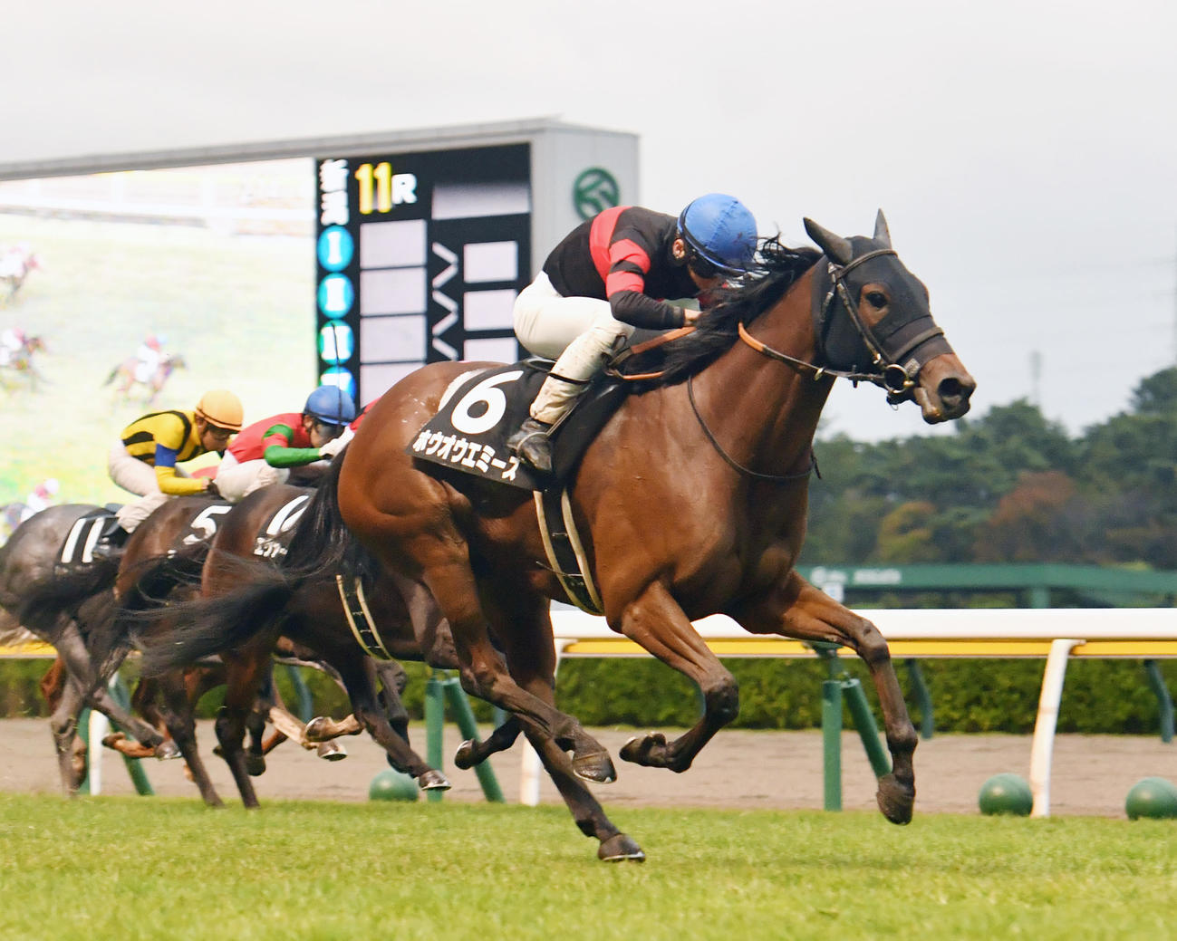 新潟11R、新潟牝馬Sを制したホウオウエミーズと西村淳騎手（撮影・柴田隆二）