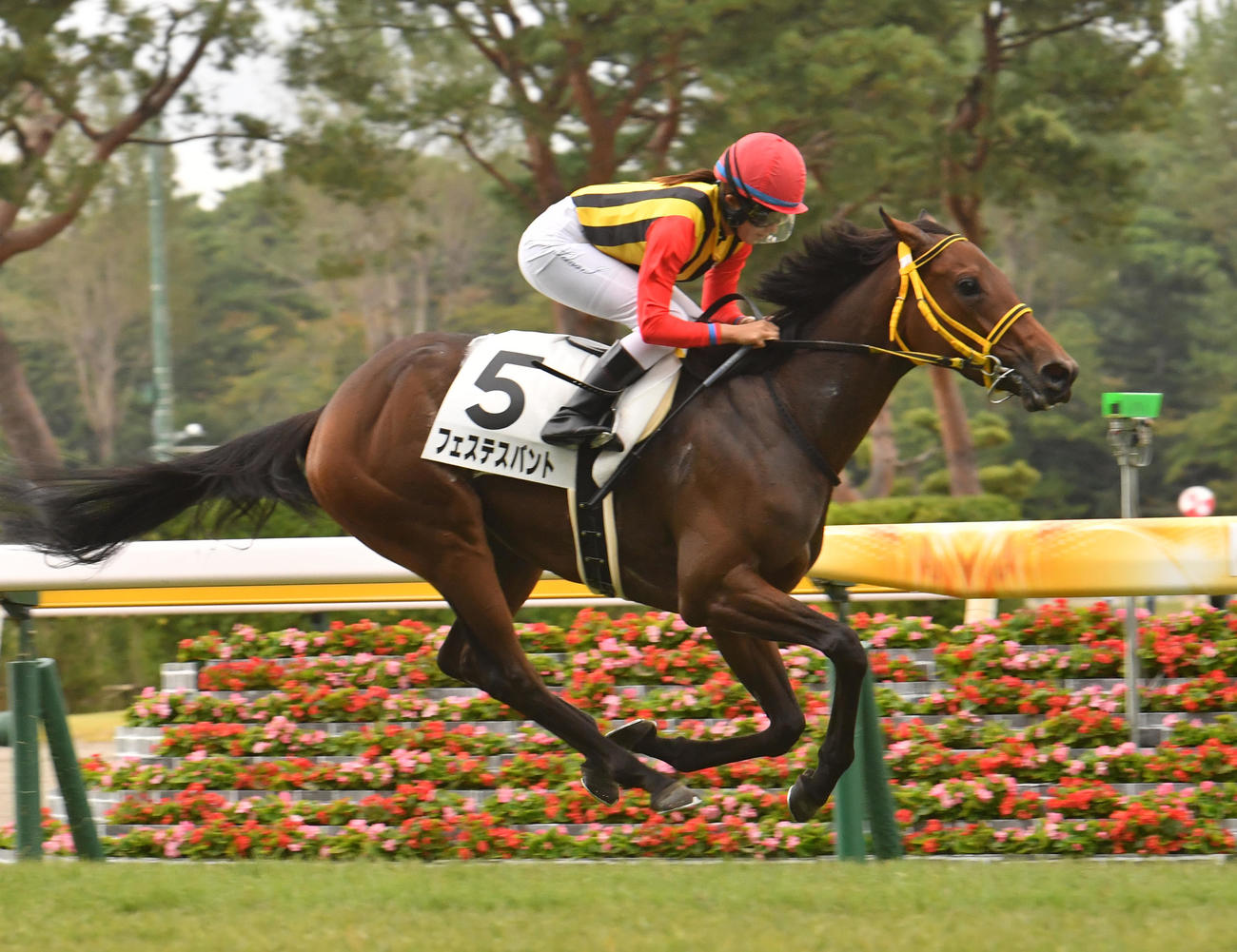 新潟2R、フェステスバントでJRA女性騎手年間最多44勝を達成した今村騎手（撮影・柴田隆二）