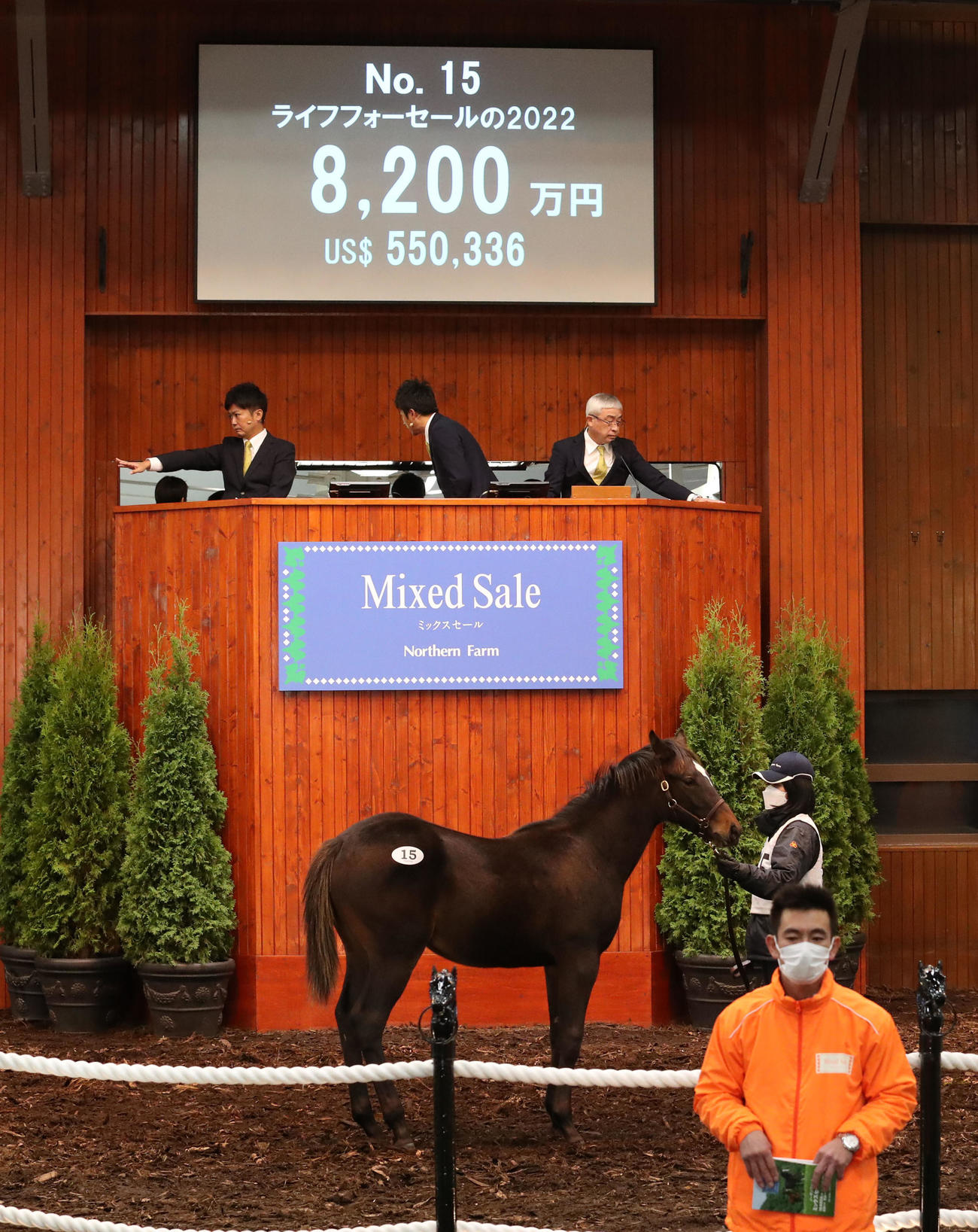 8200万円で落札されたライフフォーセール22（牡、父ドゥラメンテ）（撮影・佐藤翔太）