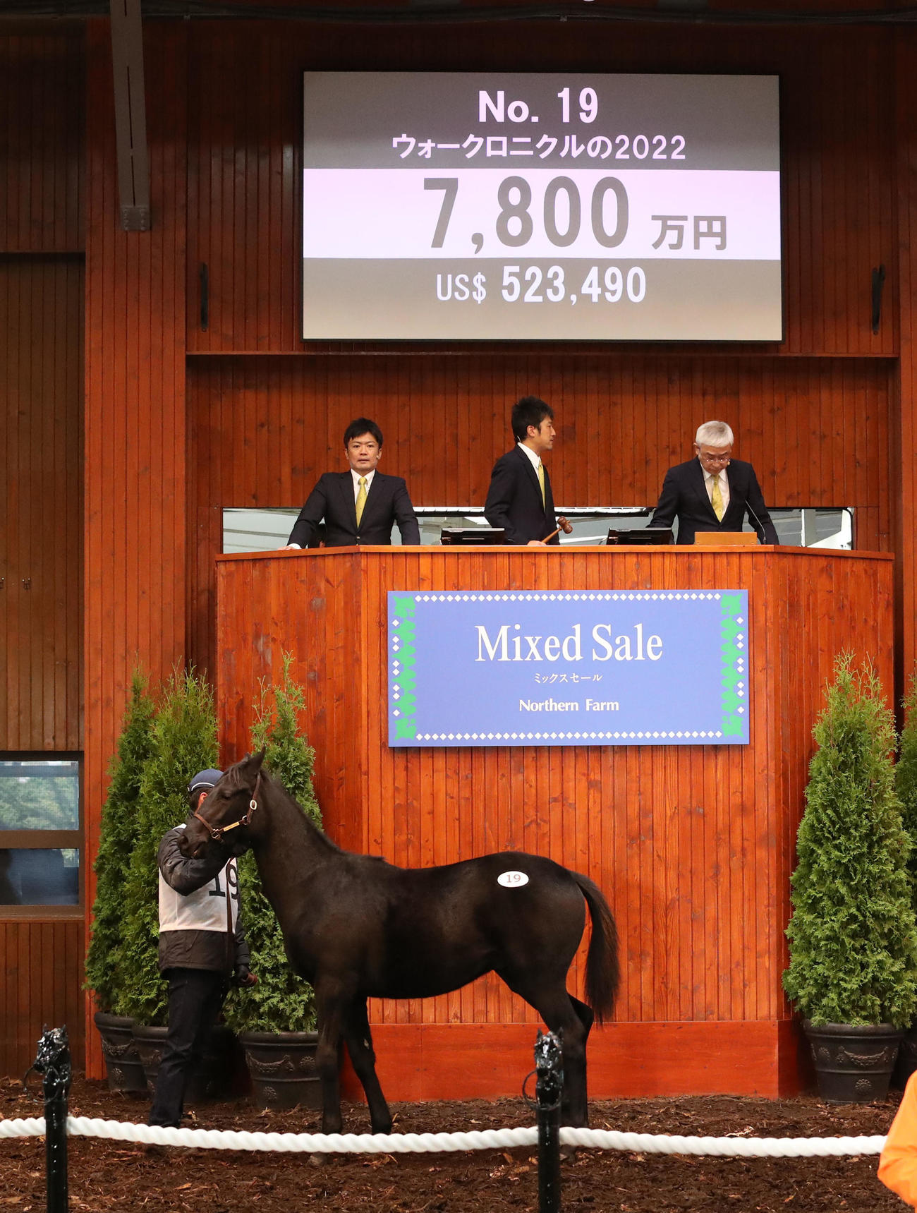 7800万円で落札されたウォークロニクル22（牡、父バゴ）（撮影・佐藤翔太）