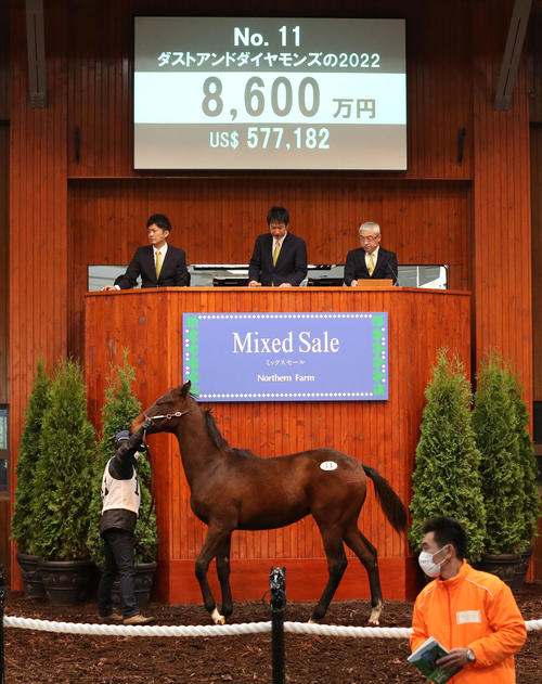8600万円で落札されたダストアンドダイヤモンズ22(牡、父リアルスティール)(撮影・佐藤翔太)