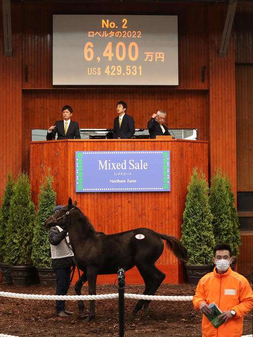 6400万円で落札されたロベルタ22(めす、父エピファネイア)(撮影・佐藤翔太)