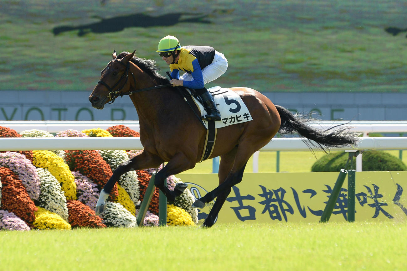 15年10月、新馬戦に勝利したマカヒキ　鞍上はミルコ・デムーロ騎手