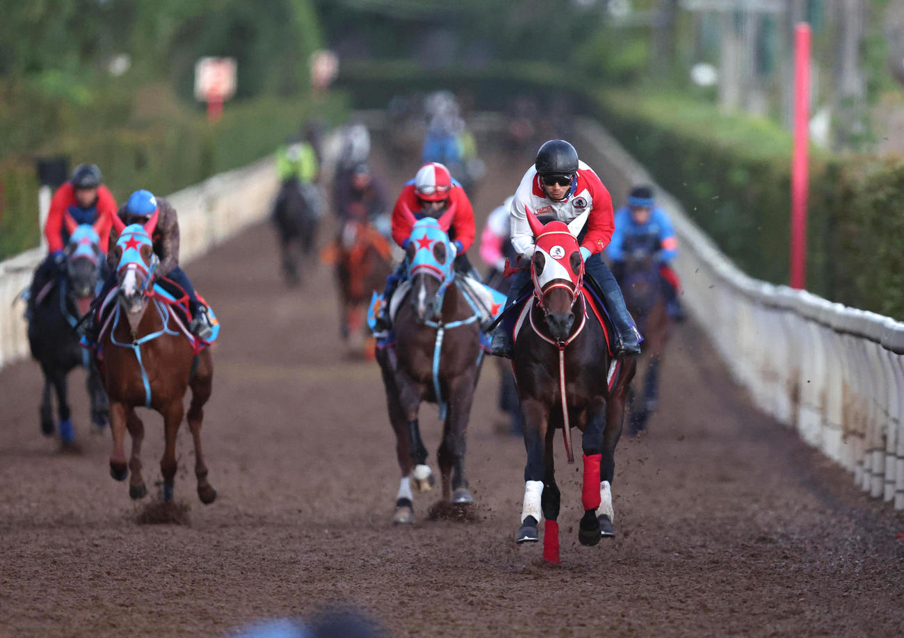 坂路を単走で追い切るパンサラッサ（右）（撮影・白石智彦）