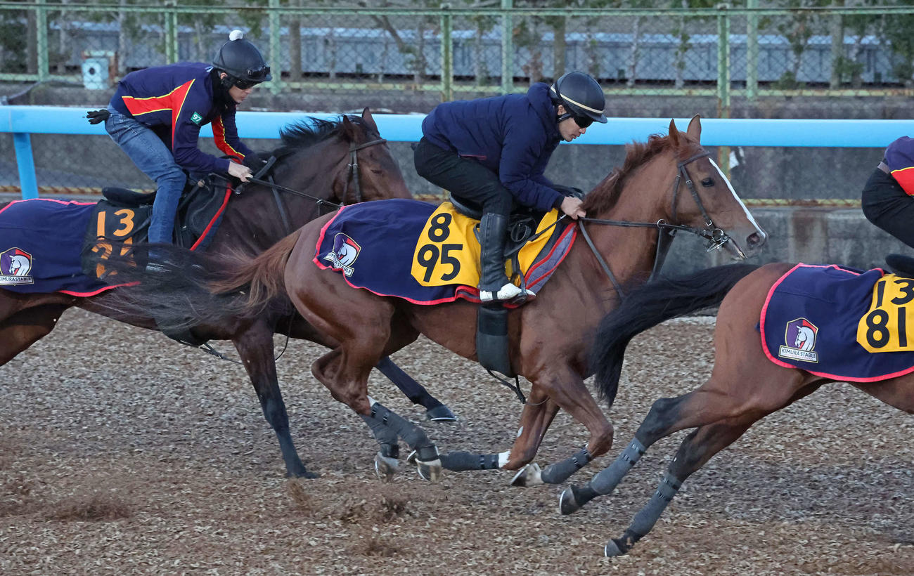 スカイグルーヴ（中央）は美浦ウッドを3頭併せで追い切られた（撮影・丹羽敏通）
