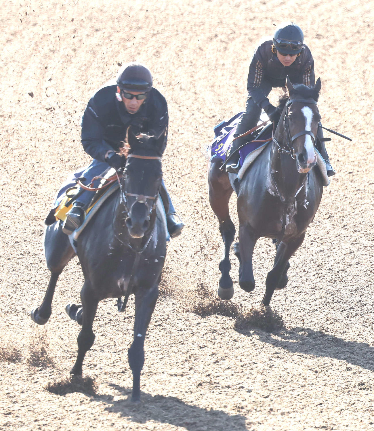 ダノンベルーガ（右）は美浦ウッドを併せ馬で追い切られた（撮影・丹羽敏通）