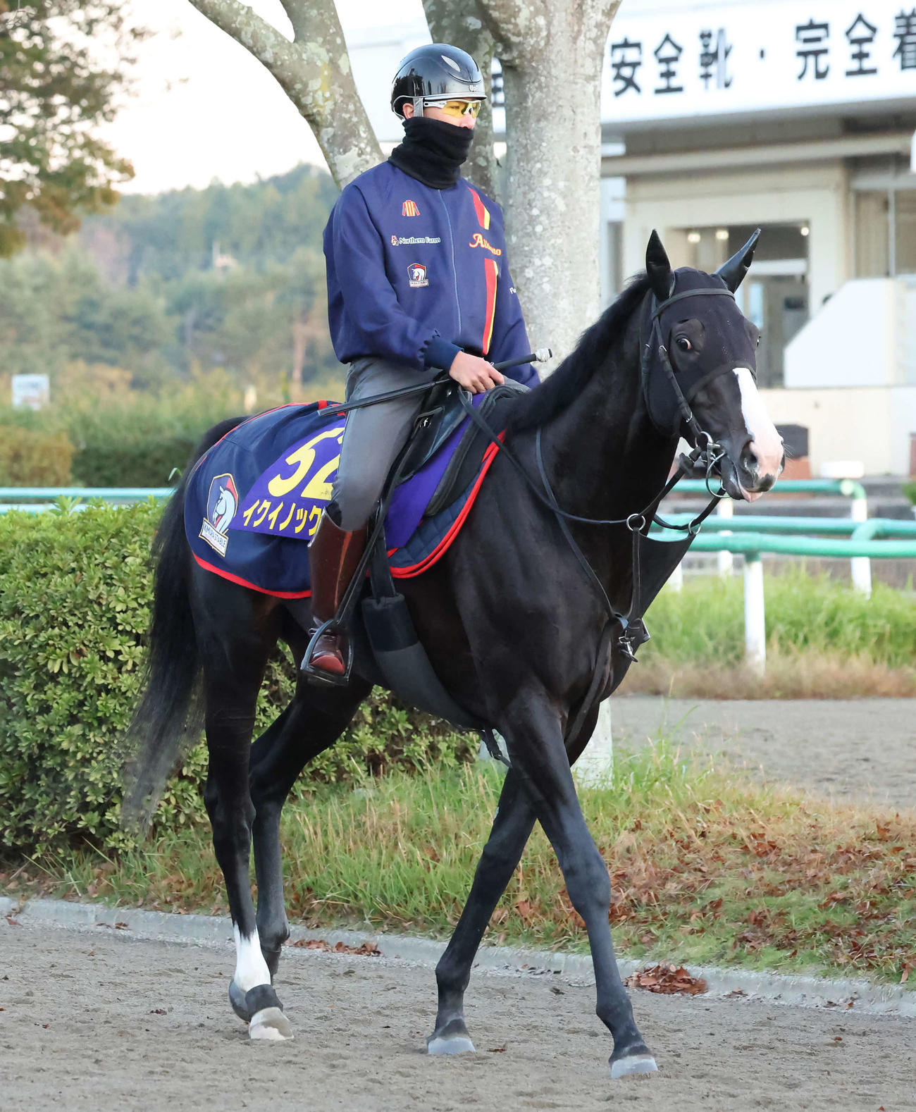調教を終えてクールダウンするイクイノックス（撮影・丹羽敏通）