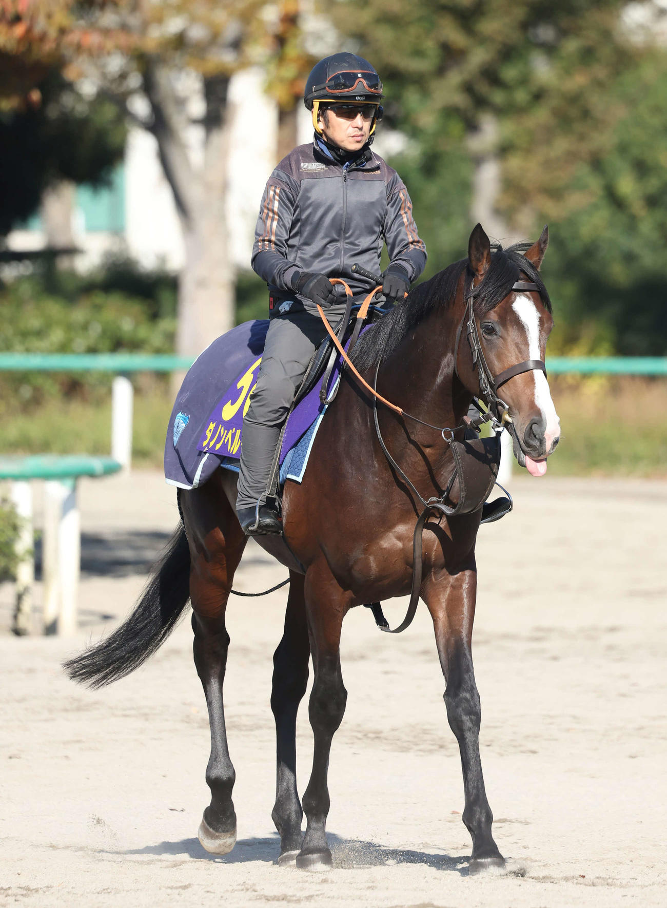 馬場へ向かうダノンベルーガ（撮影・丹羽敏通）