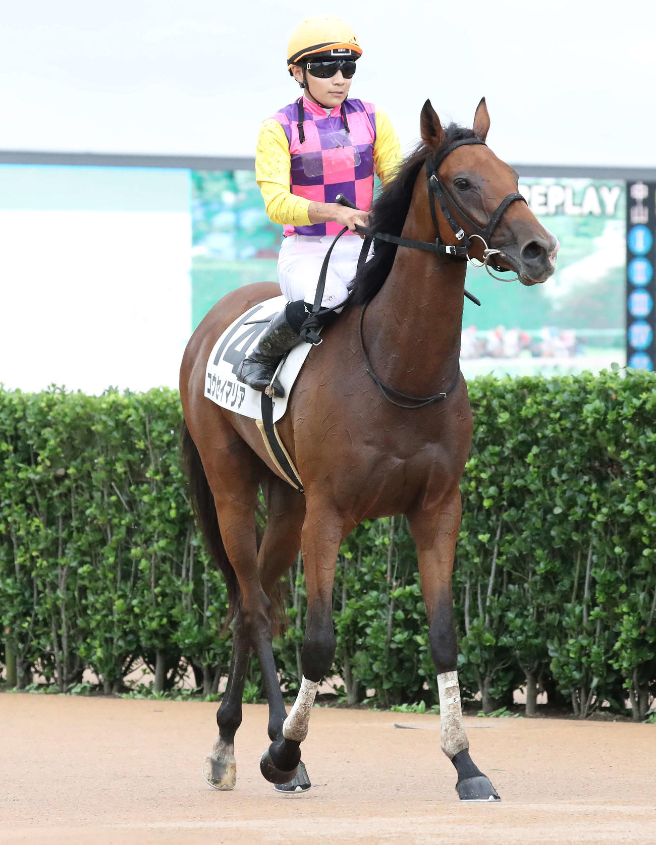 9月24日、2歳新馬戦を制したコウセイマリアと佐々木騎手
