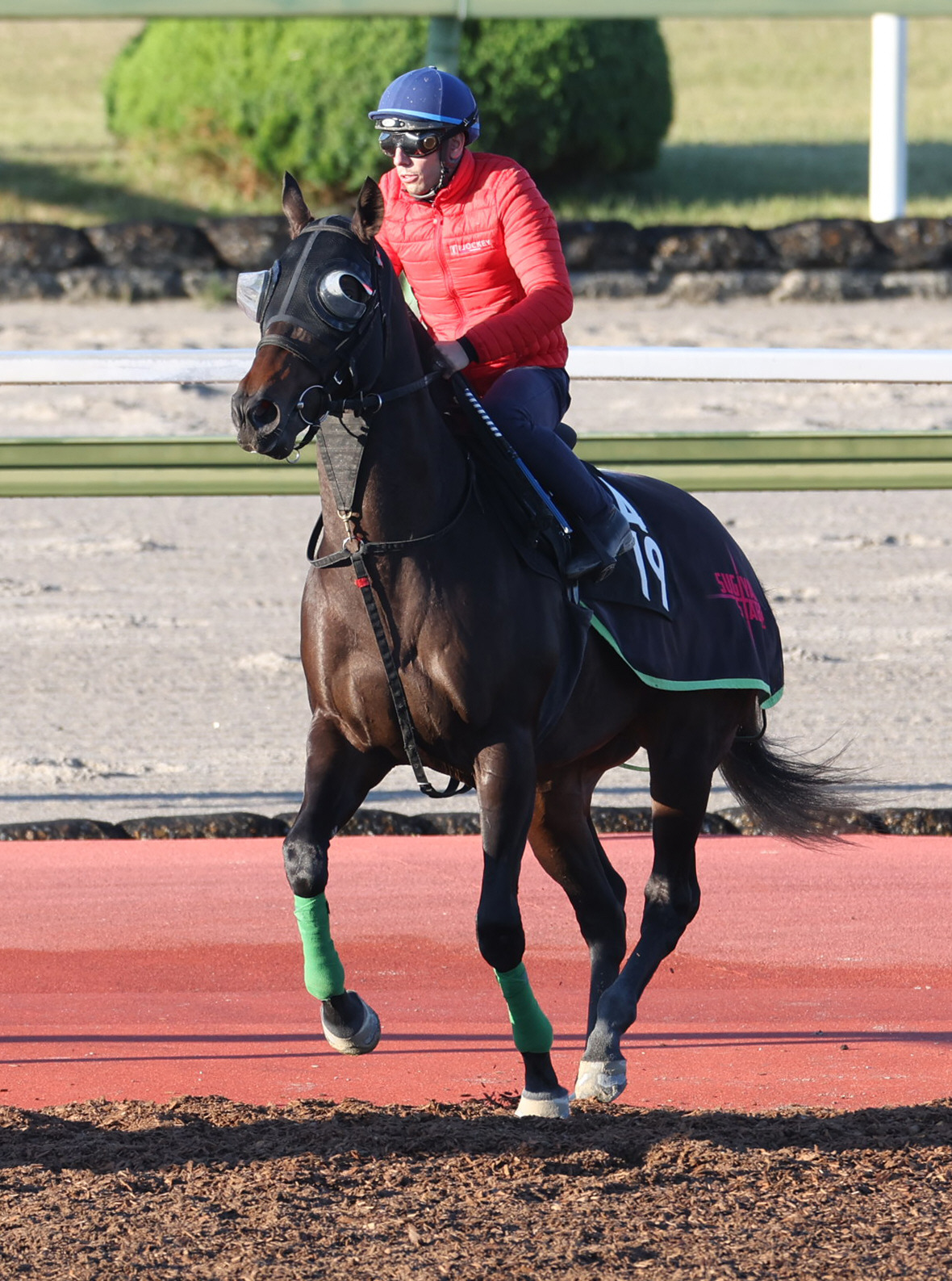 C・デムーロ騎手を背に馬場入りするジャスティンレオン