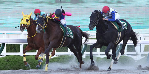 ロードブレス(右)との競り合いを制してみやこSを勝利したメイショウハリオ(中央)=2021年11月7日、阪神競馬場