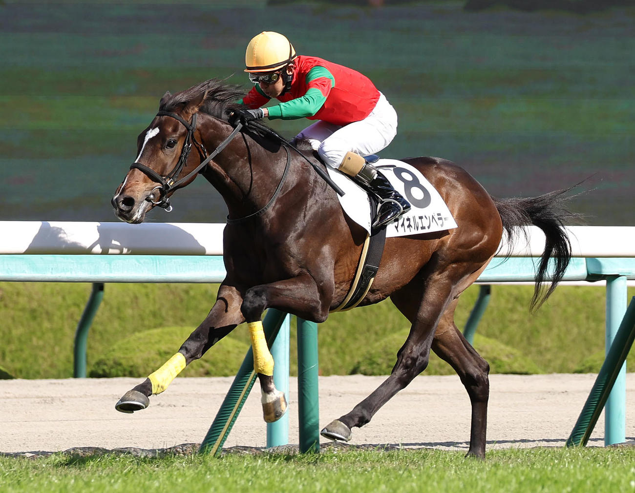 阪神5R、直線内から抜け出して新馬戦を制したマイネルエンペラー（撮影・白石智彦）