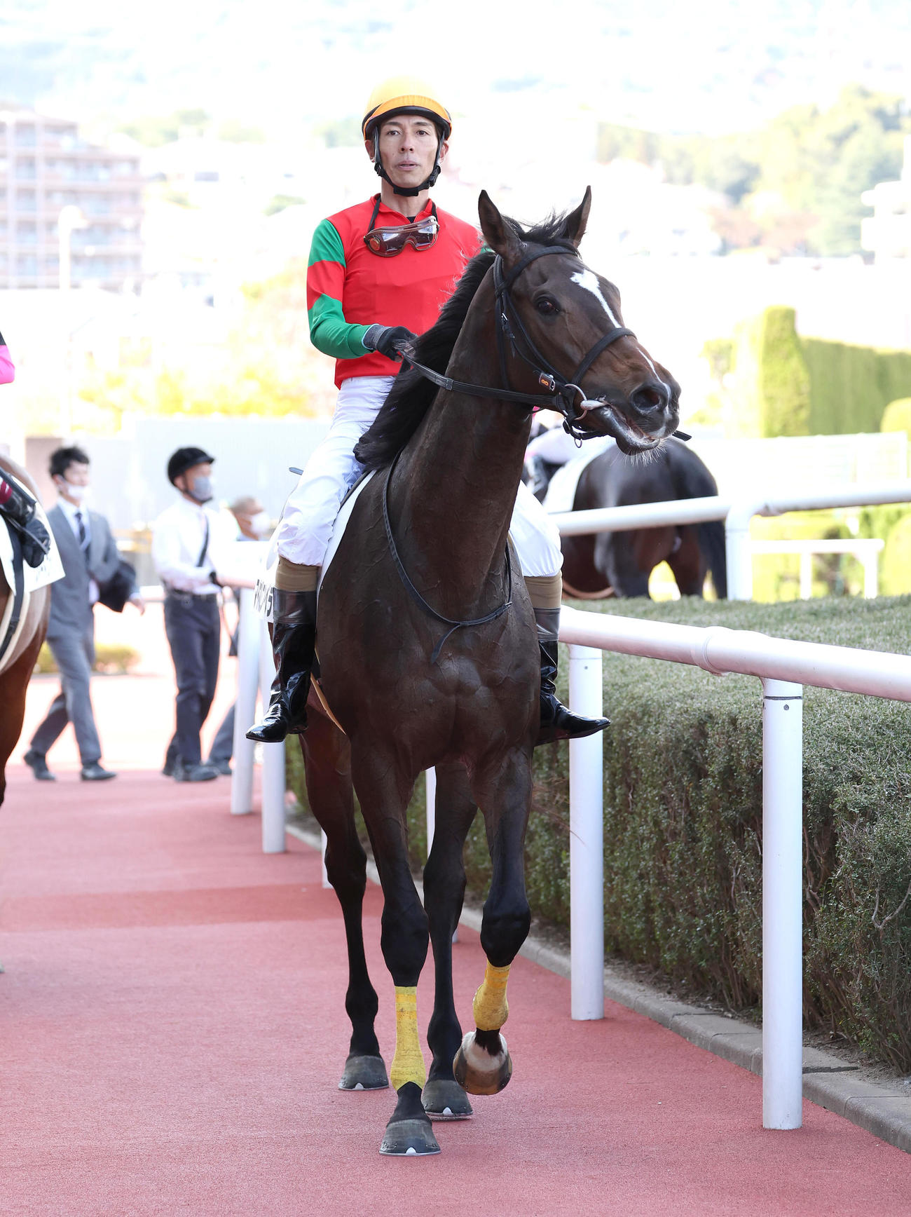阪神5R新馬戦を制したマイネルエンペラー（撮影・白石智彦）