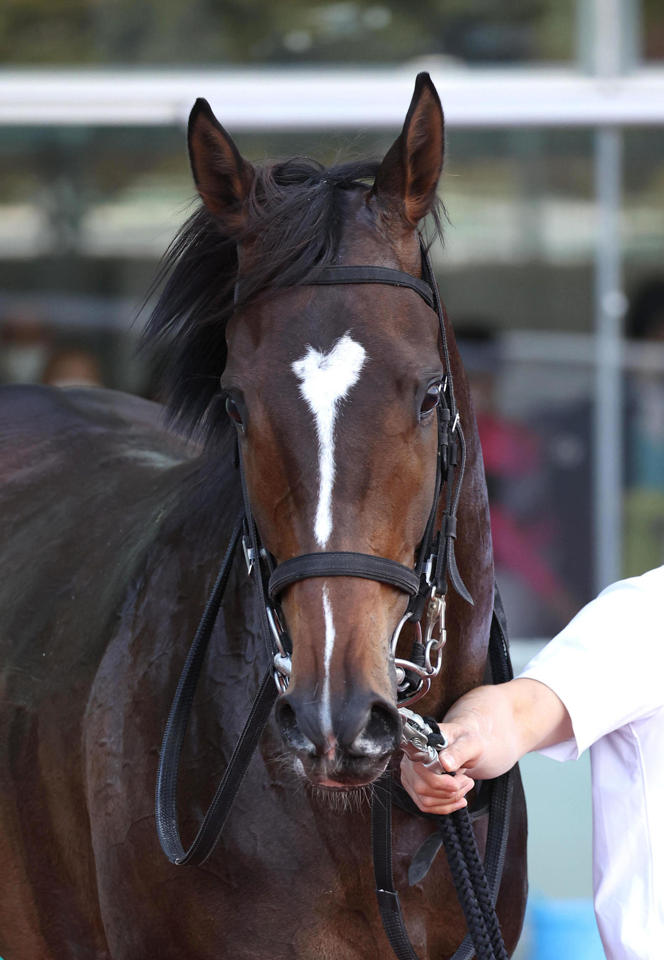 阪神5R新馬戦を制したマイネルエンペラー（撮影・白石智彦）