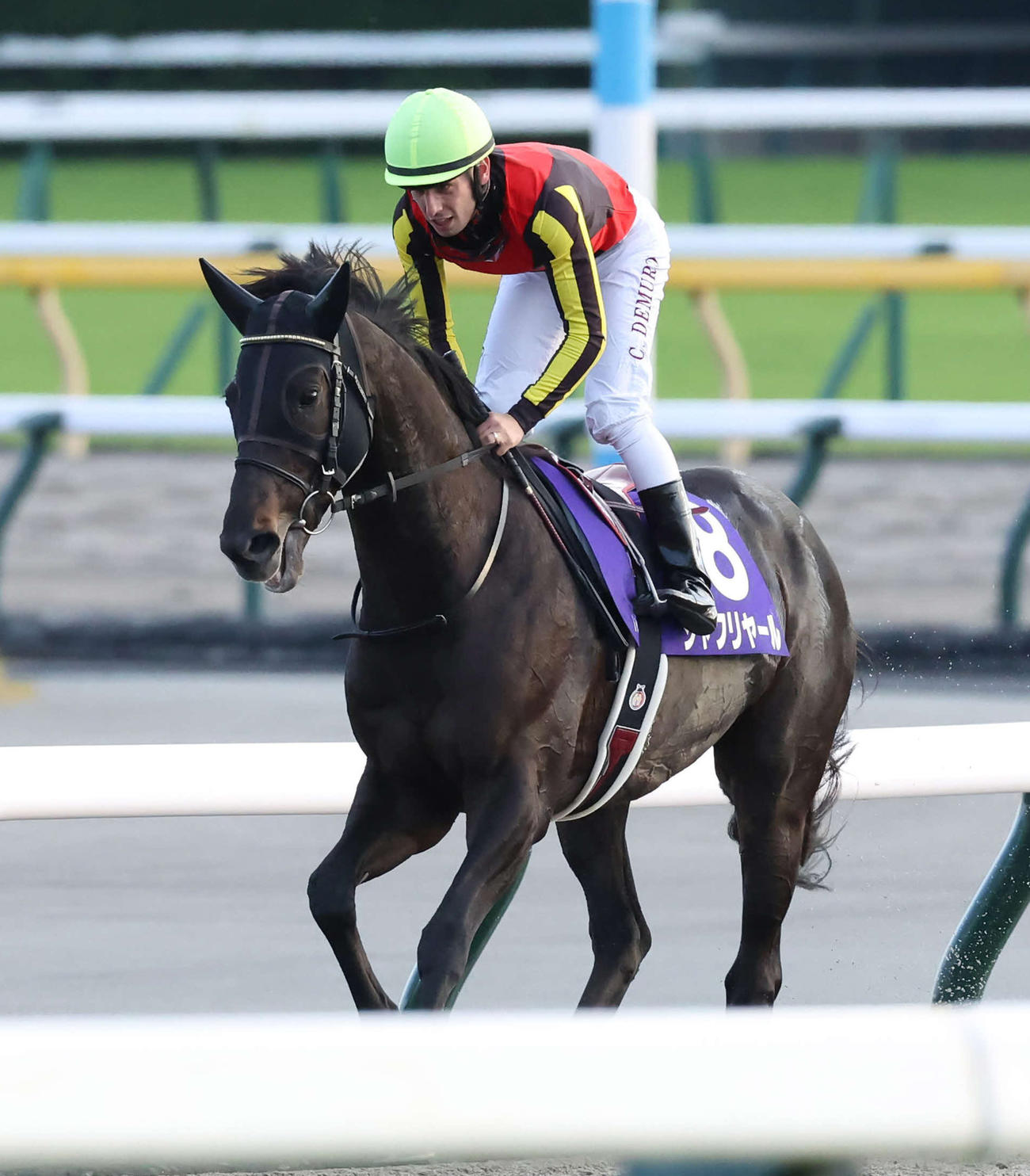 天皇賞・秋で5着になったシャフリヤールとC・デムーロ騎手（撮影・丹羽敏通）
