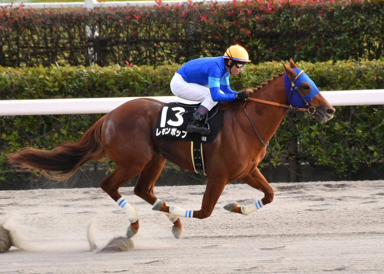 ペルセウスSを制したレモンポップと戸崎騎手（撮影・柴田隆二）