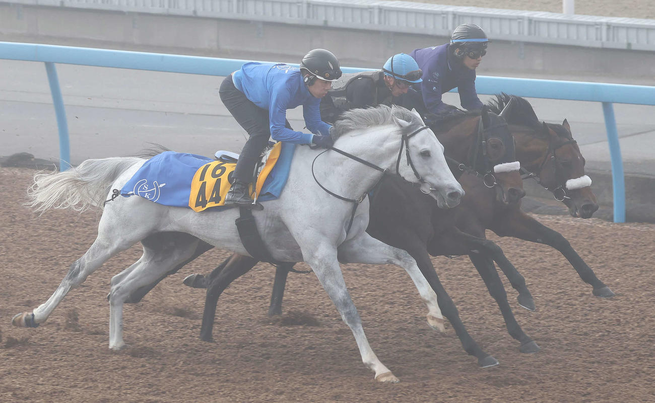 朝もやの中、ボスジラ（左）は美浦ウッドを3頭併せで追い切られた（撮影・丹羽敏通）