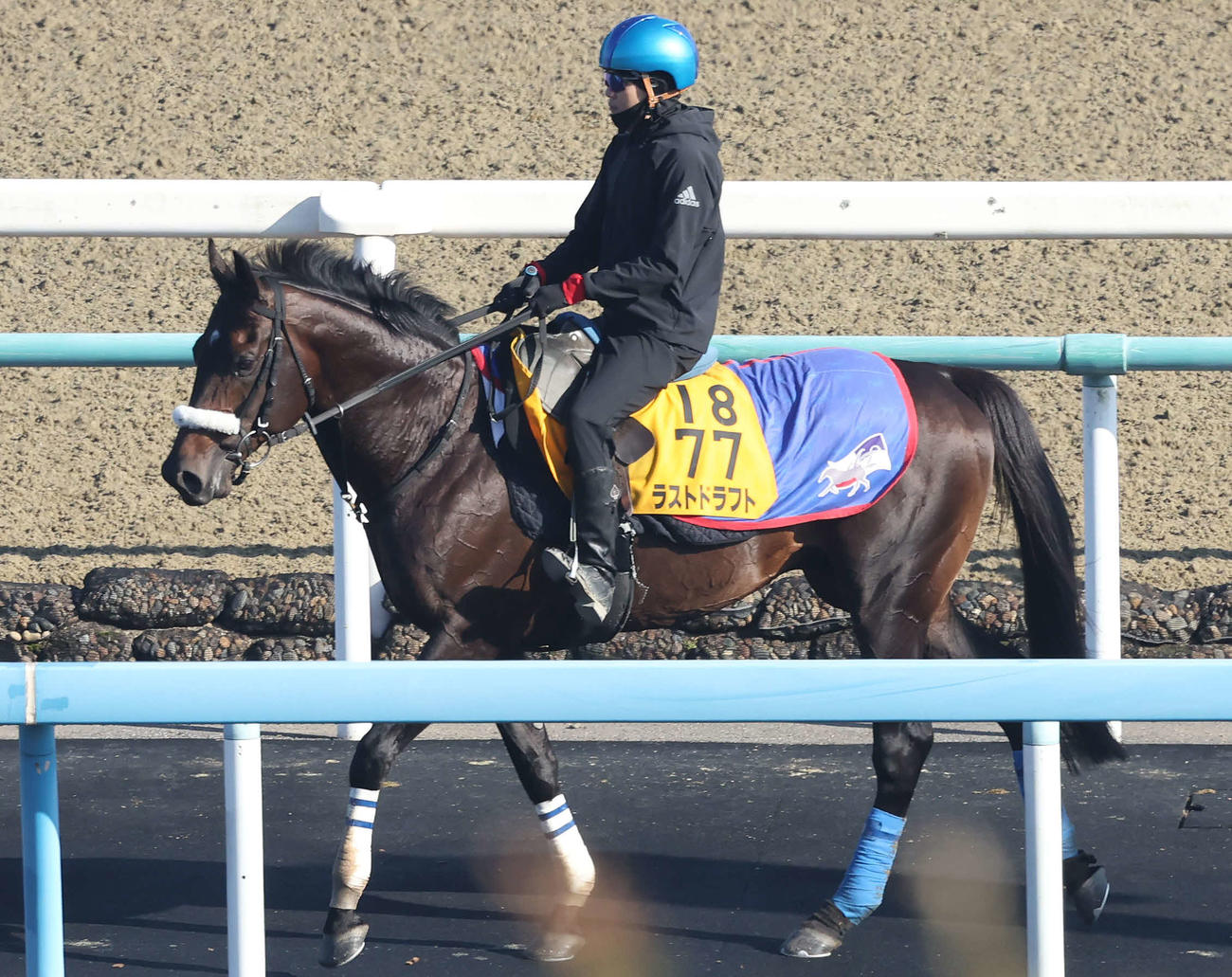 馬場へ向かうラストドラフトと三浦騎手（撮影・丹羽敏通）