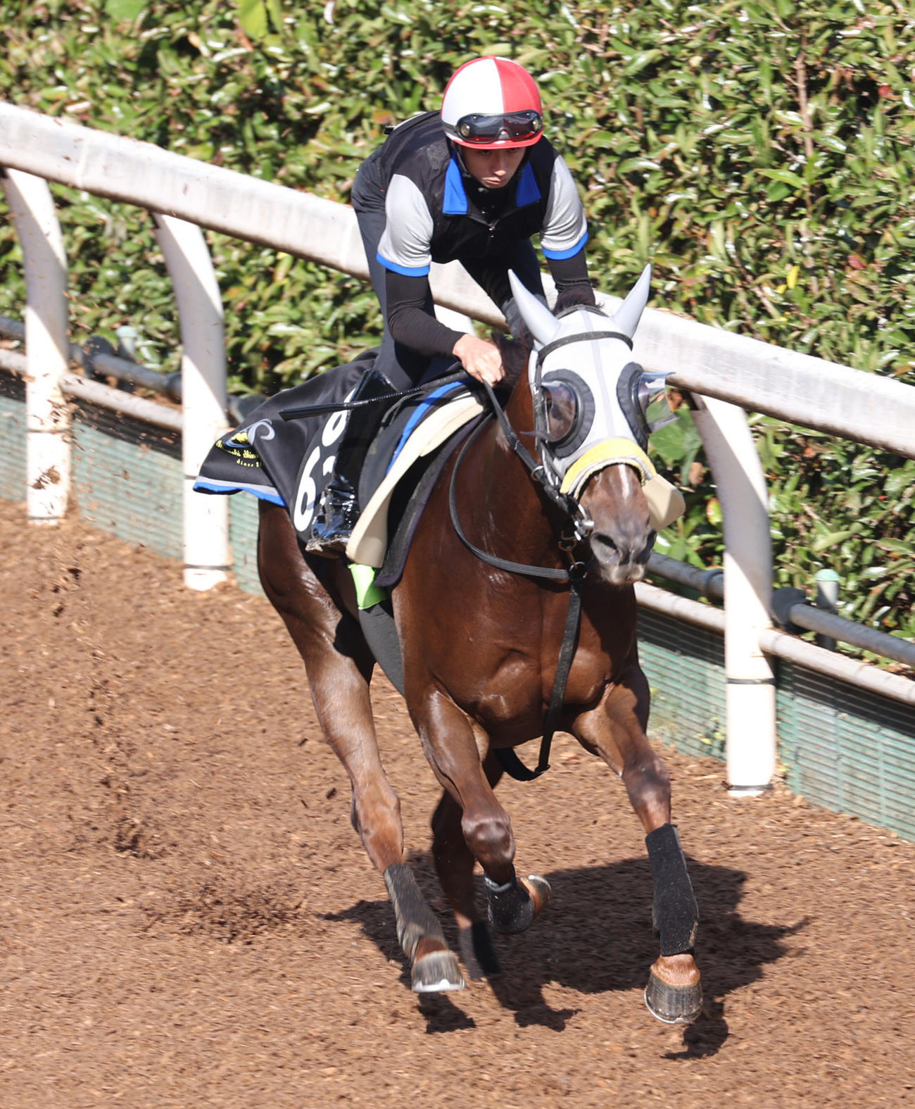 坂路で追い切るバレリーナ