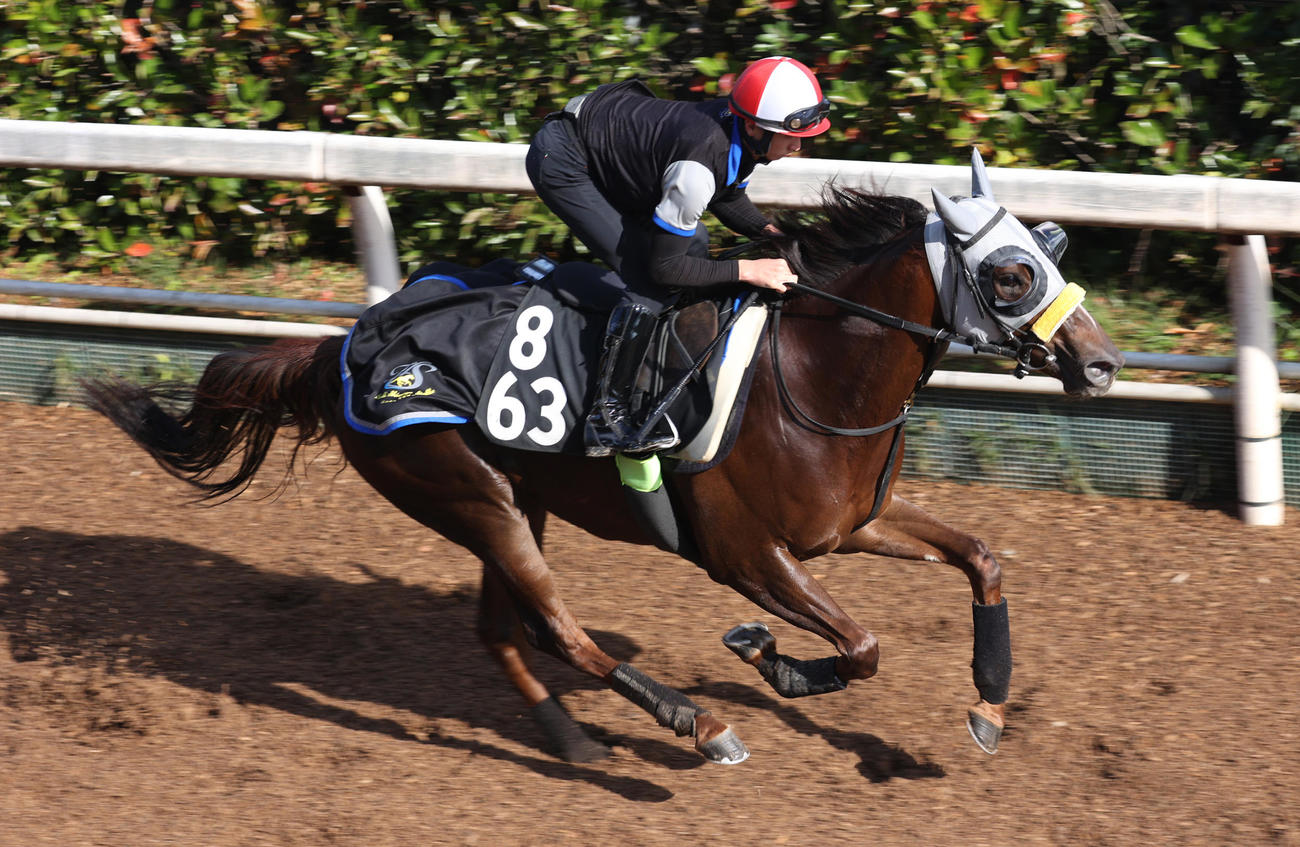 坂路で追い切るバレリーナ