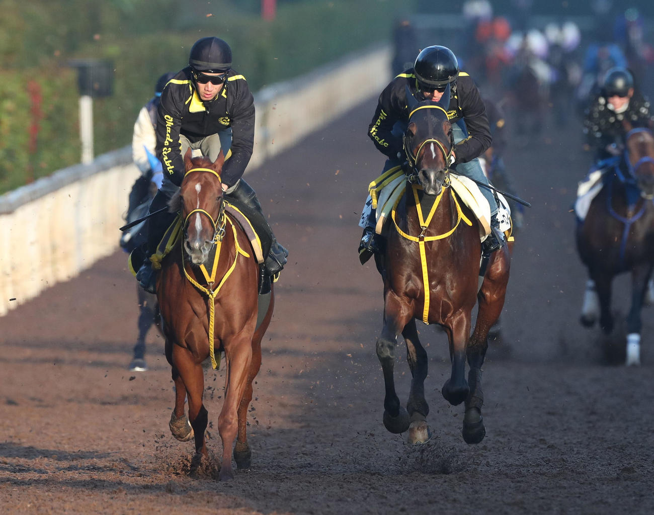 坂路をレイナアレナ（左）と併せ馬で追い切るテーオーロイヤル（撮影・白石智彦）