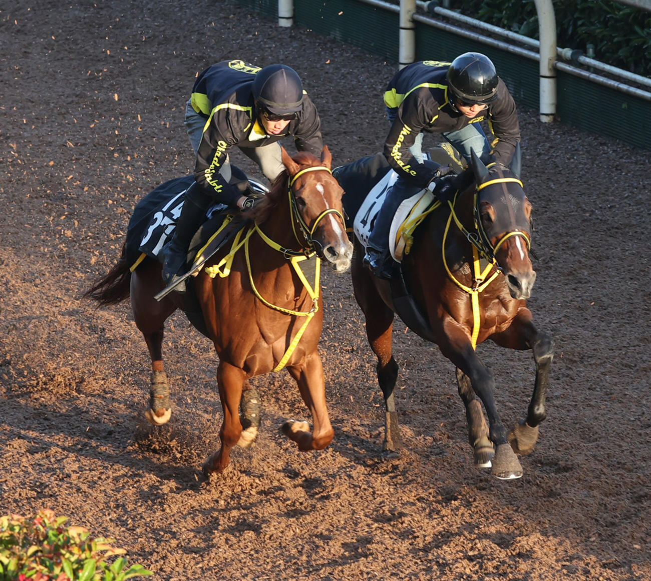 坂路にて併せ馬で追い切るテーオーロイヤル（右）