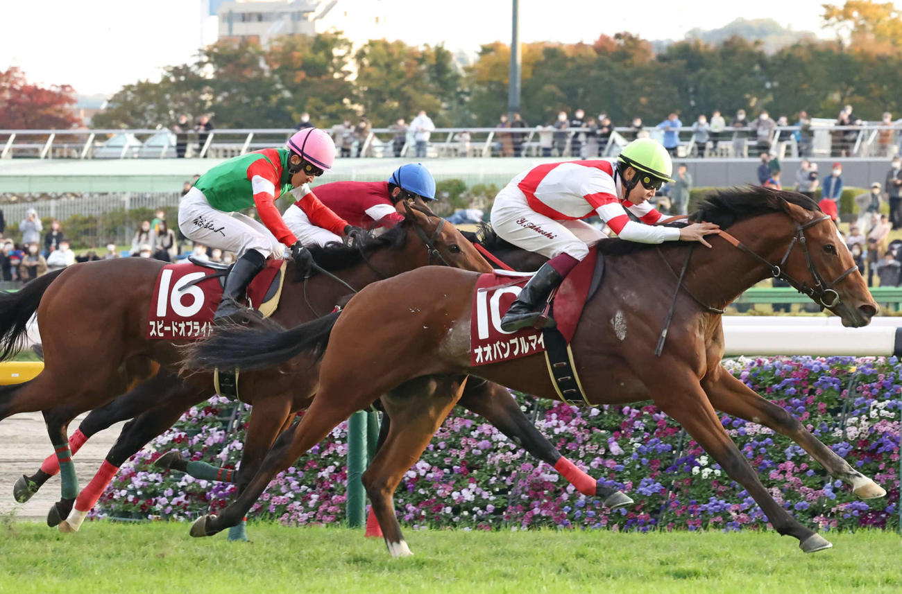 京王杯2歳S2着に敗れたフロムダスク（奥）。手前は勝ったオオバンブルマイ（撮影・丹羽敏通）