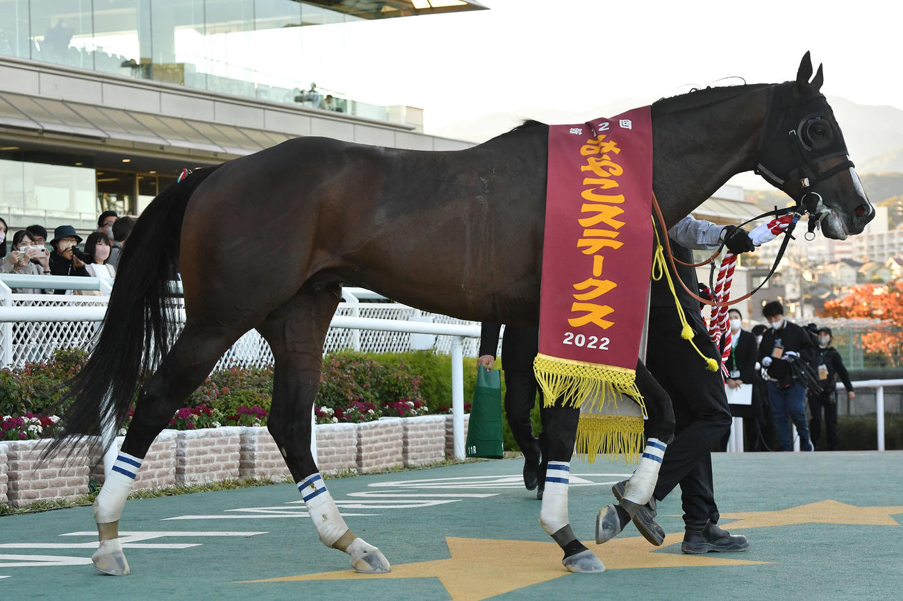 阪神11R G3みやこSを制したサンライズホープ（撮影・岩下翔太）