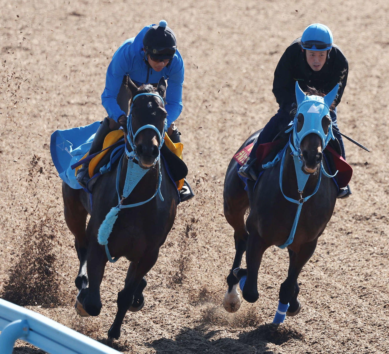 テルツェット（右）は高野騎手を背にウインシャーロットと併せて追い切られた（2022年11月2日撮影）