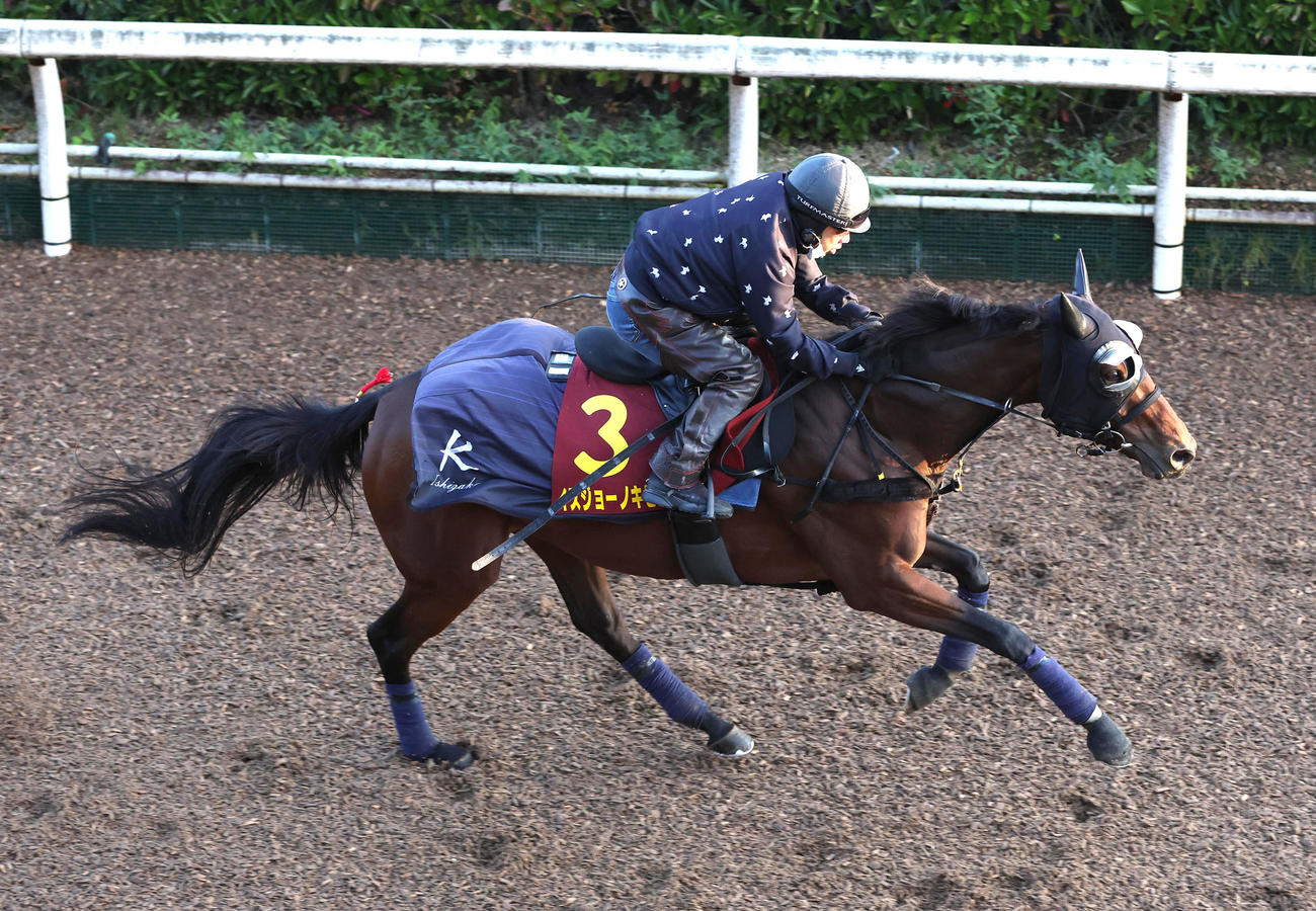 坂路を単走で追い切るイズジョーノキセキ（撮影・白石智彦）