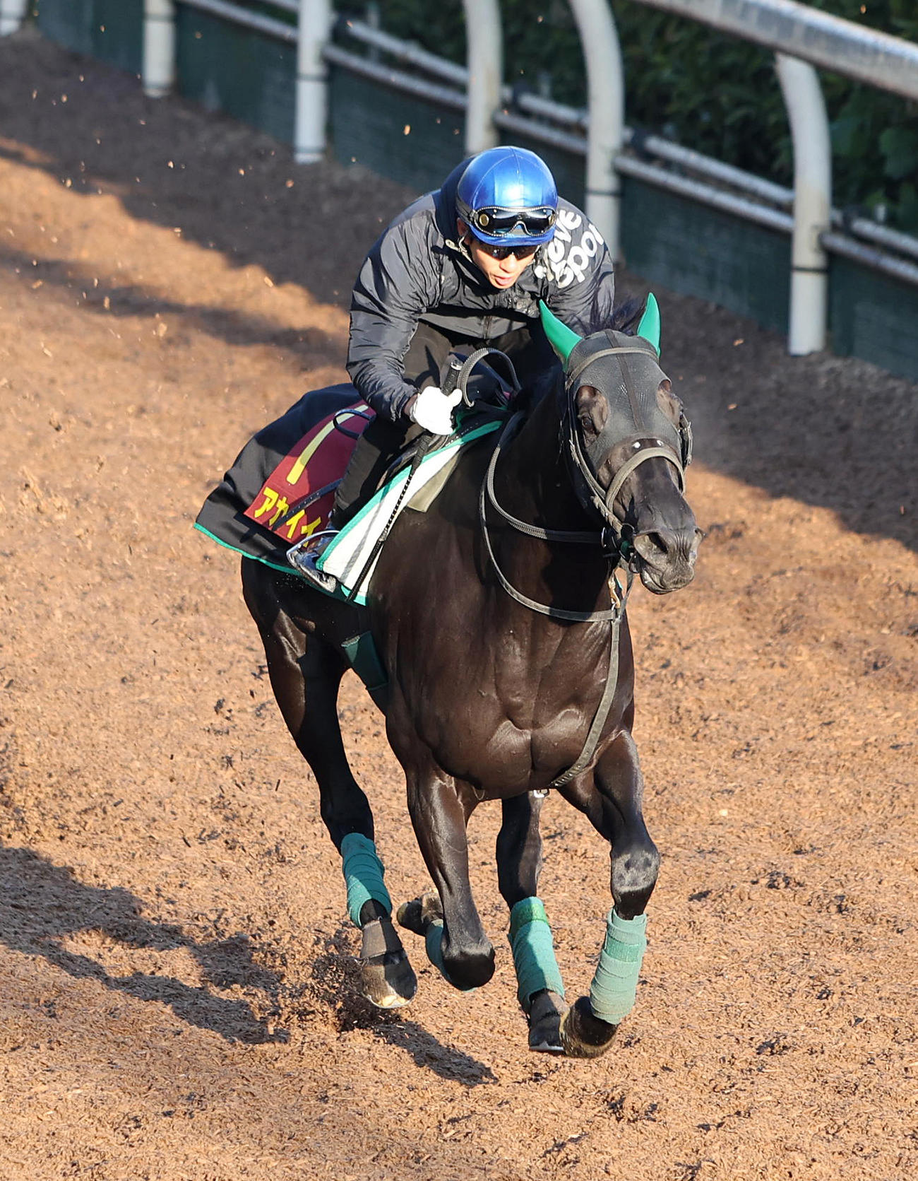 幸騎手を背に坂路を単走で追い切るアカイイト（撮影・白石智彦）