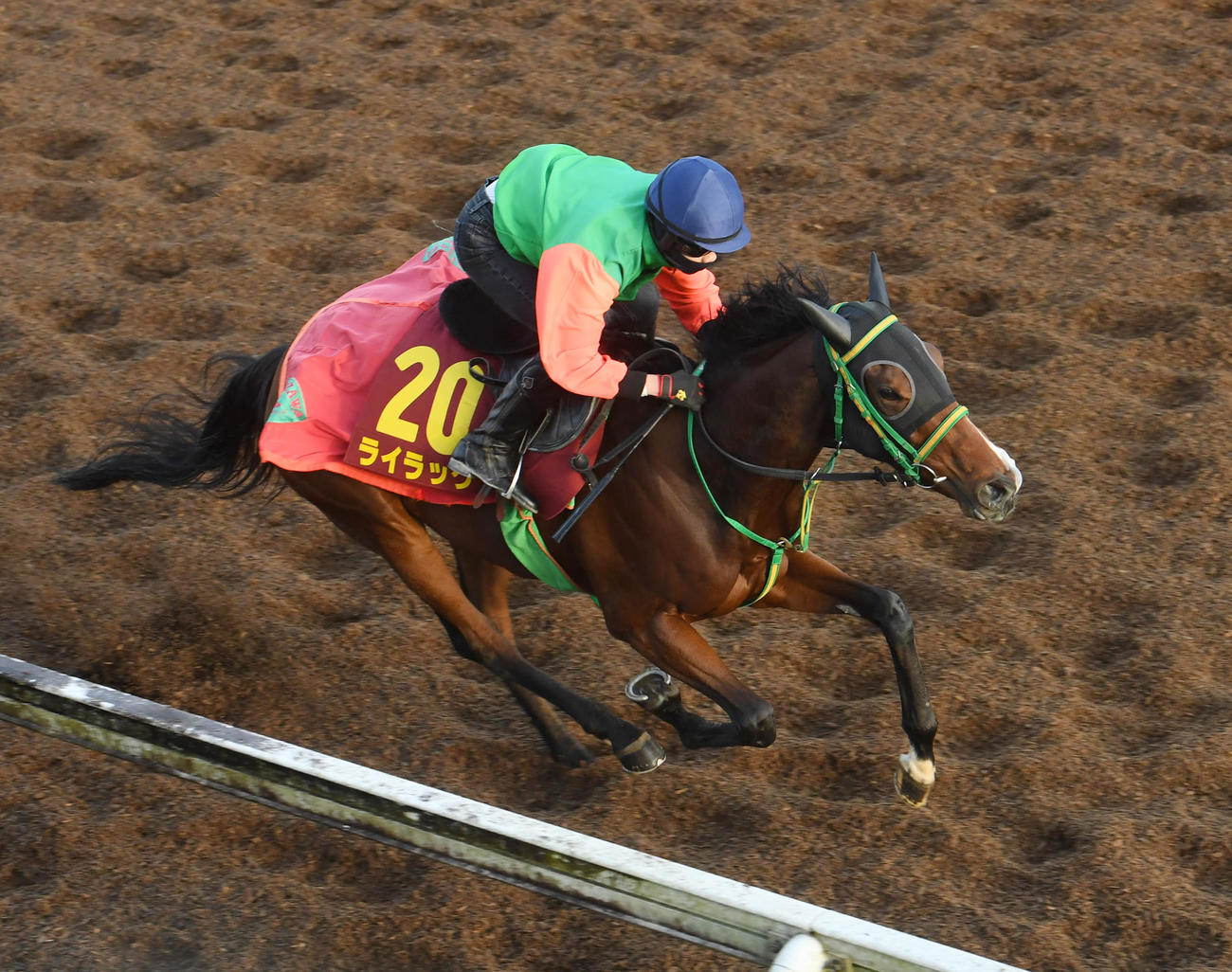 坂路で追い切るライラック（撮影・柴田隆二）