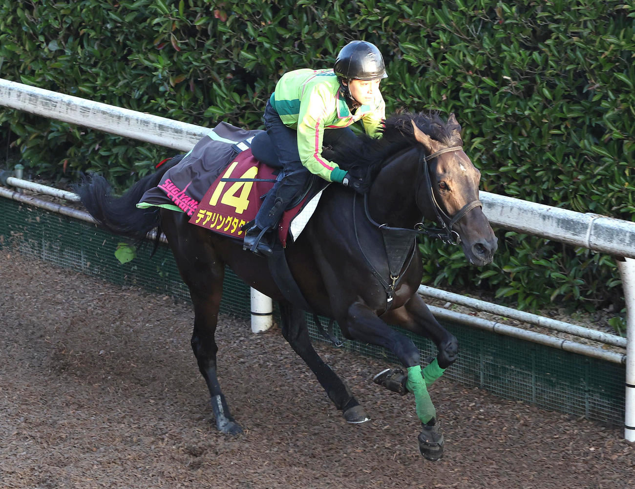 坂路を単走で追い切るデアリングタクト（撮影・白石智彦）